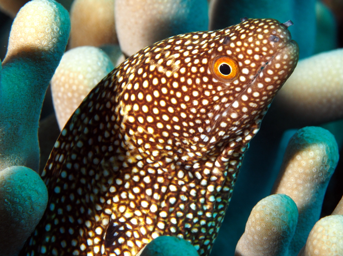 Whitemouth Moray Eel - Gymnothorax meleagris