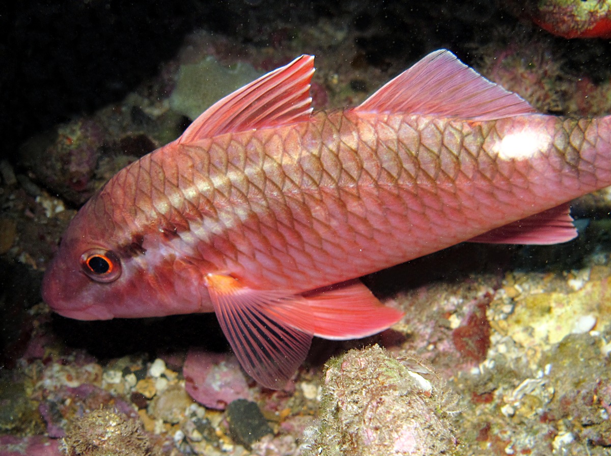 Whitesaddle Goatfish - Parupeneus porphyreus - Maui, Hawaii