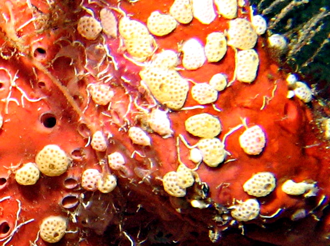 White Speck Tunicate - Didemnum conchyliatum - Roatan, Honduras