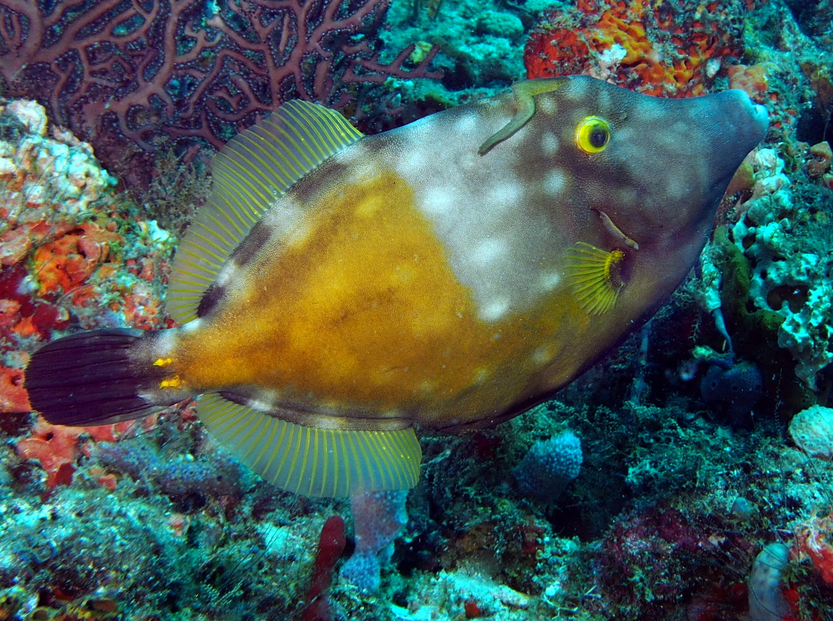 Whitespotted Filefish - Cantherhines macrocerus