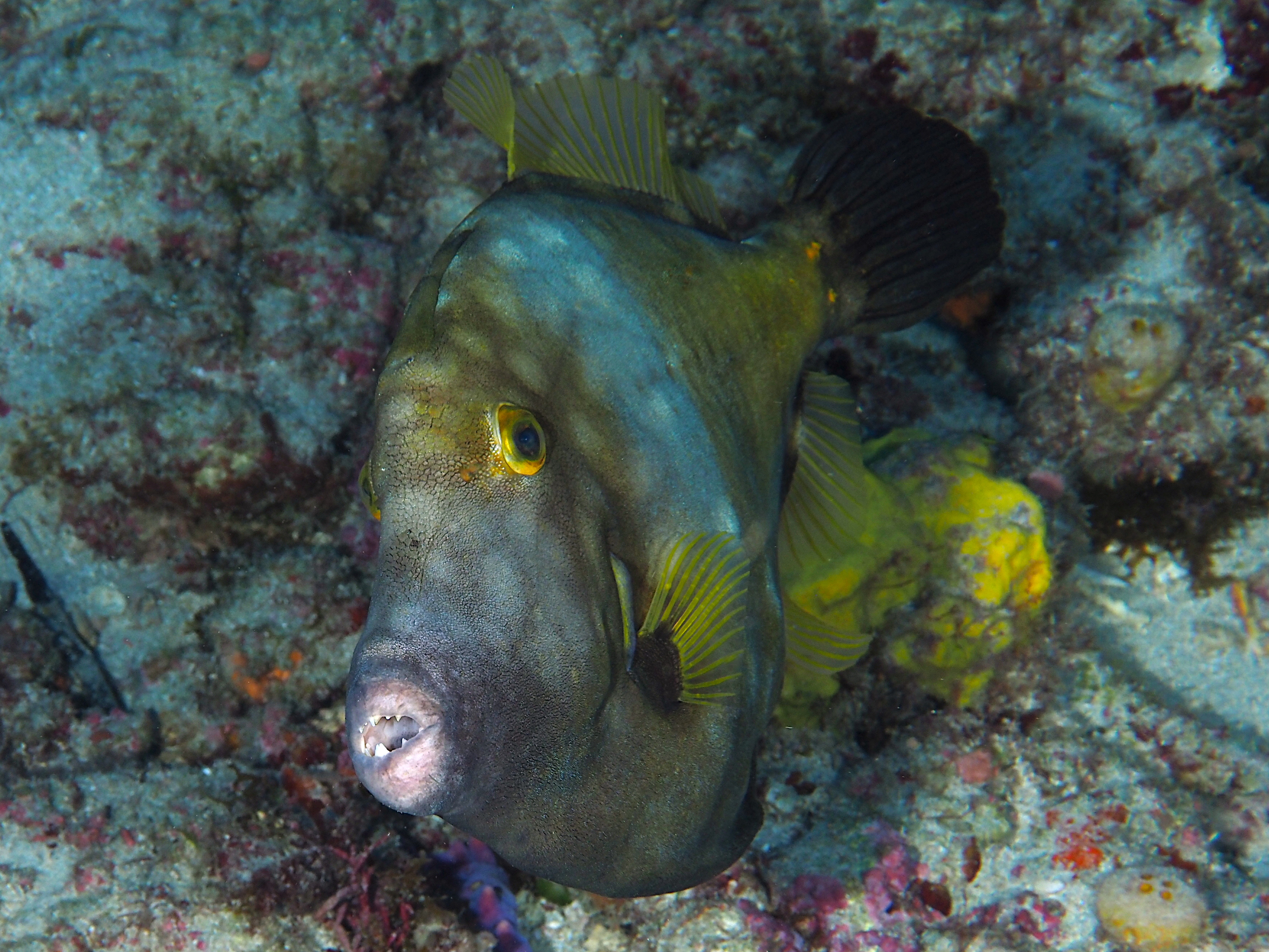 Whitespotted Filefish - Cantherhines macrocerus