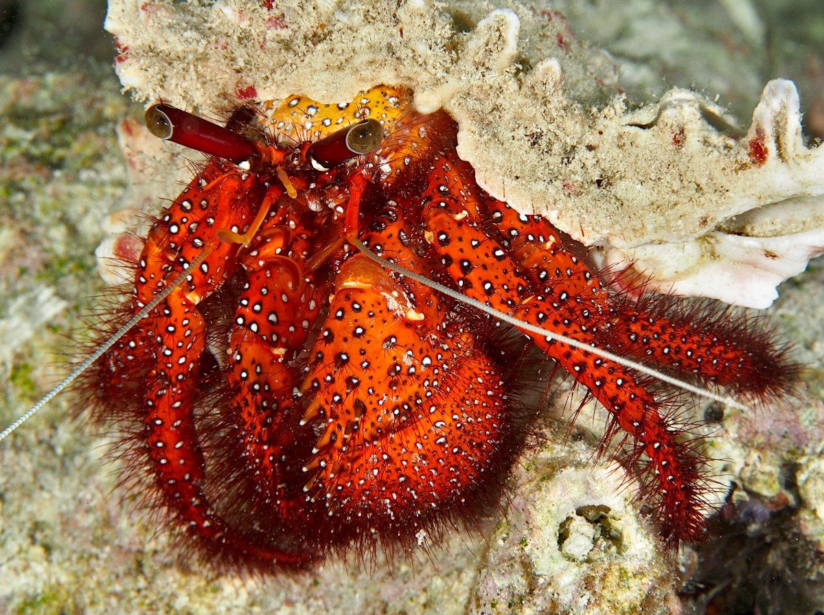 White-Spotted Hermit Crab - Dardanus megistos