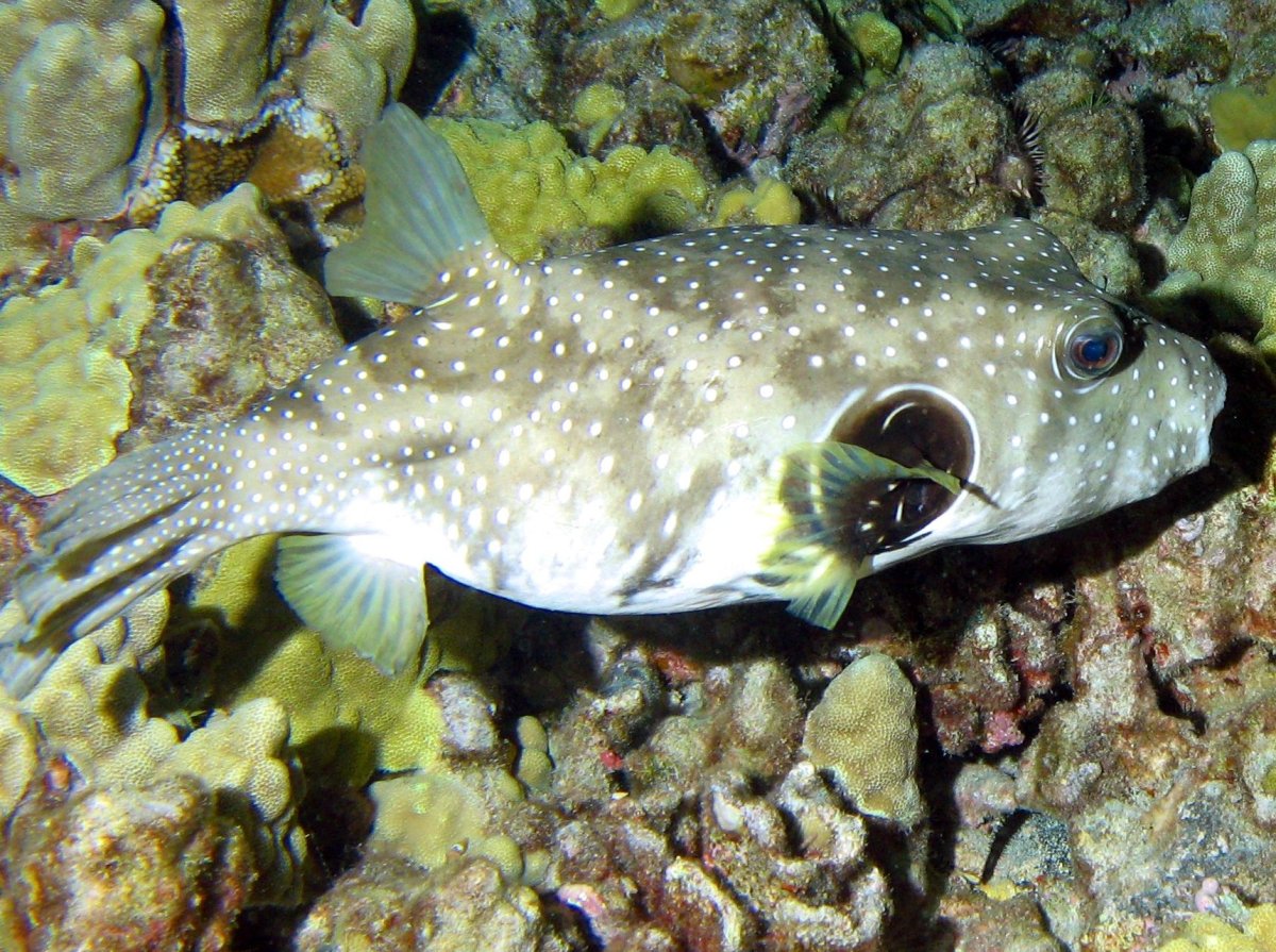 Whitespotted Puffer - Arothron hispidus