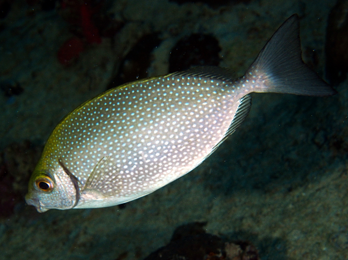 Whitespotted Rabbitfish - Siganus canaliculatus