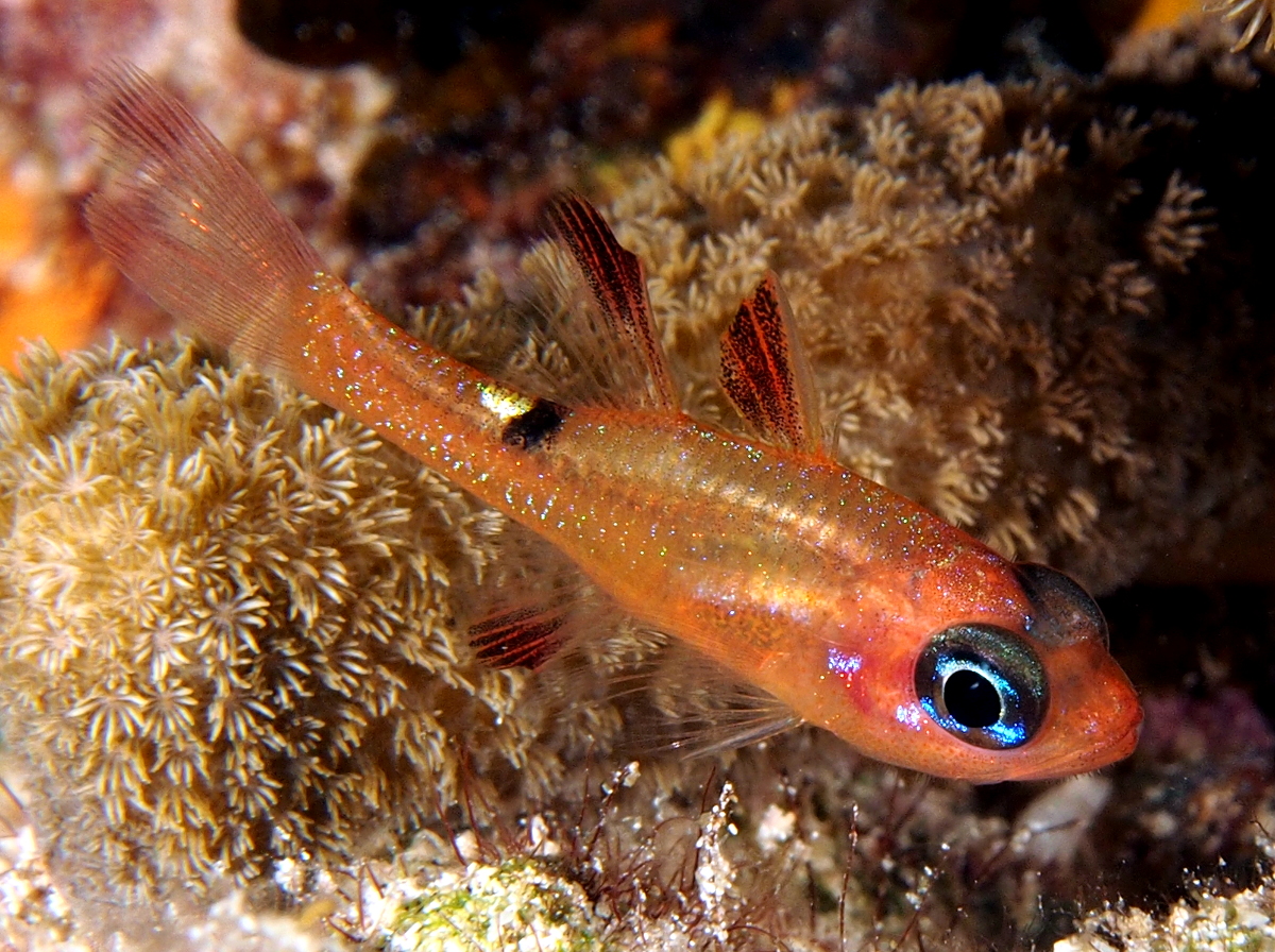 Whitestar Cardinalfish - Apogon lachneri