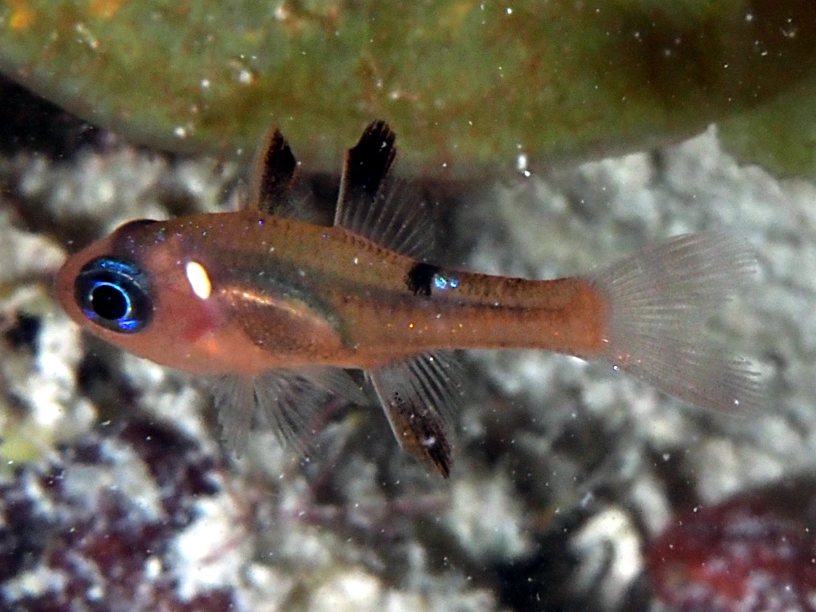 Whitestar Cardinalfish - Apogon lachneri