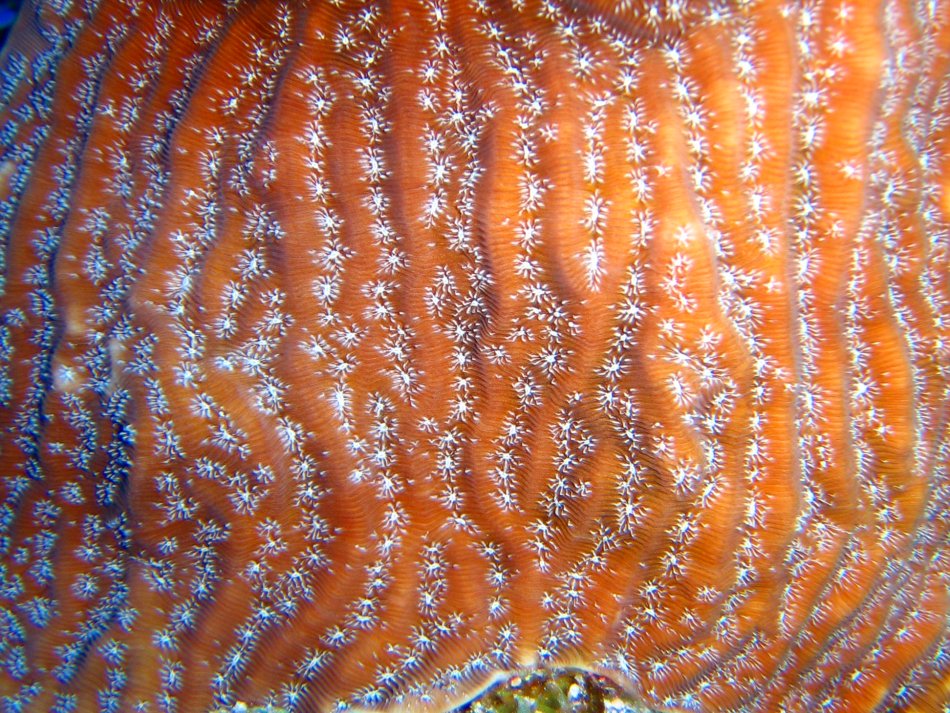 Whitestar Sheet Coral - Agaricia lamarcki