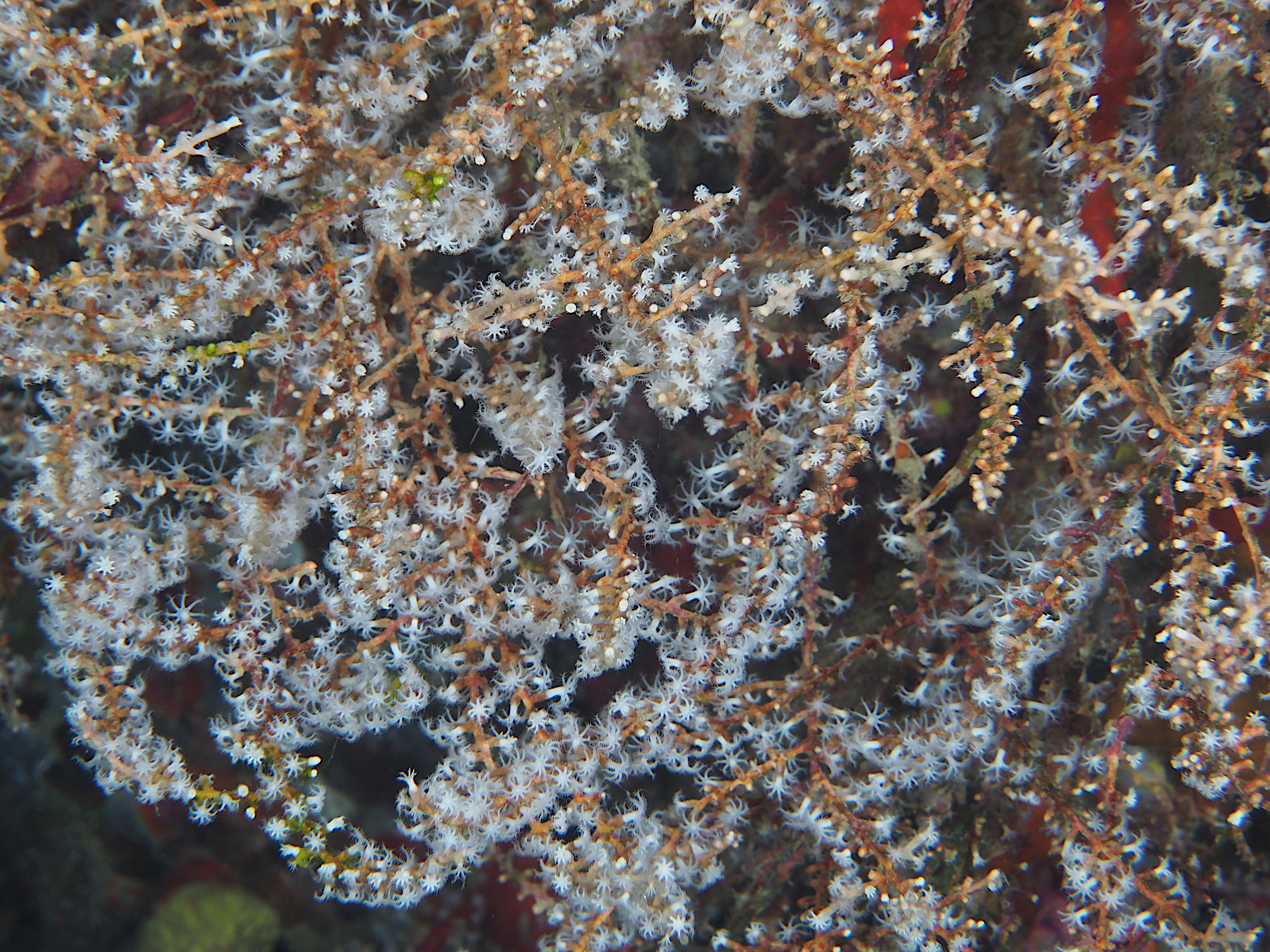 White Telesto - Carijoa riisei