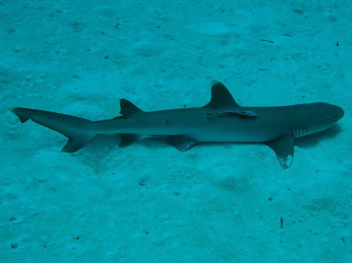 Whitetip Reef Shark - Triaenodon obesus