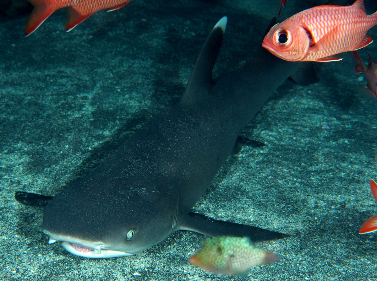 Whitetip Reef Shark - Triaenodon obesus