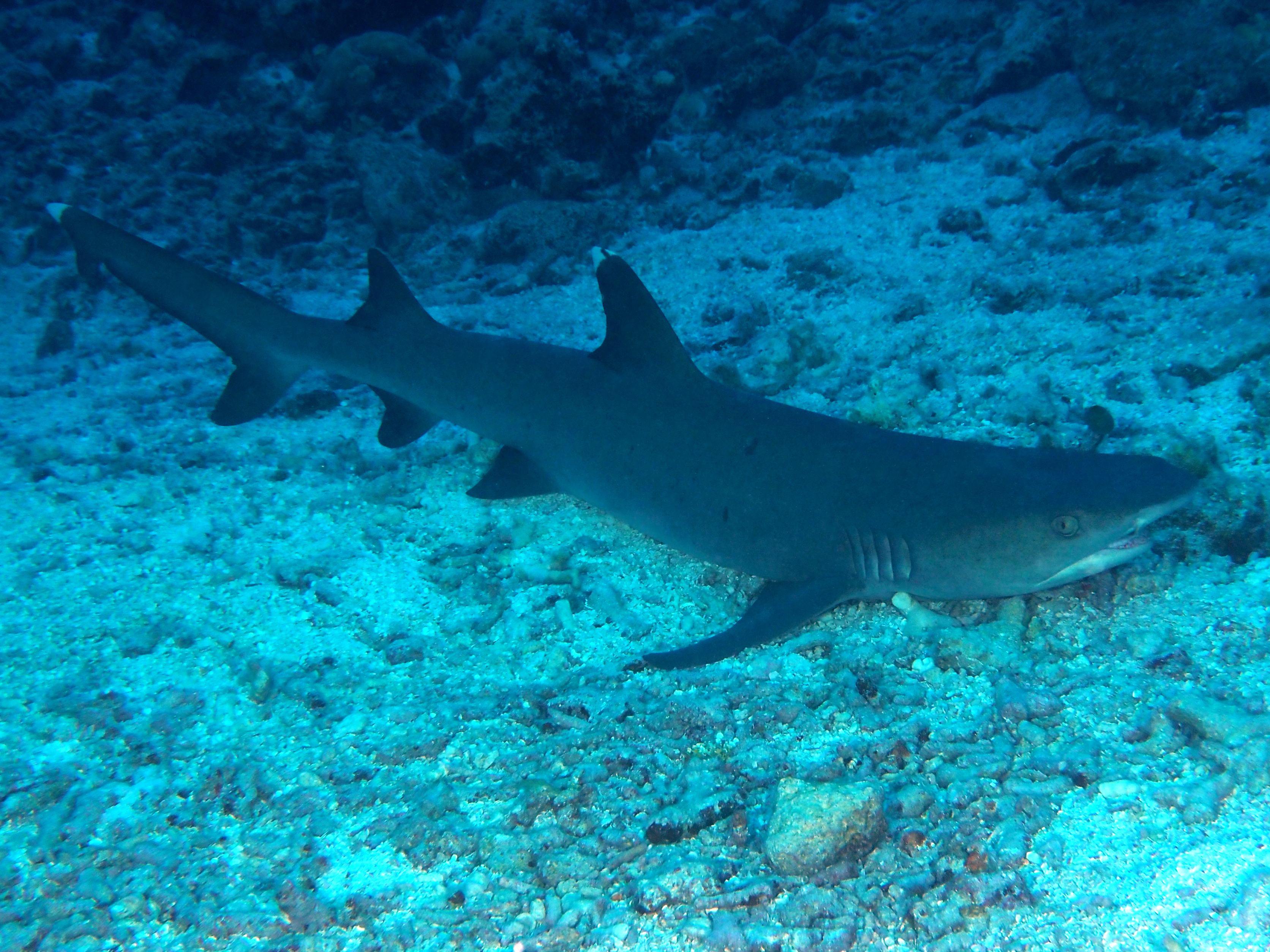 Whitetip Reef Shark - Triaenodon obesus