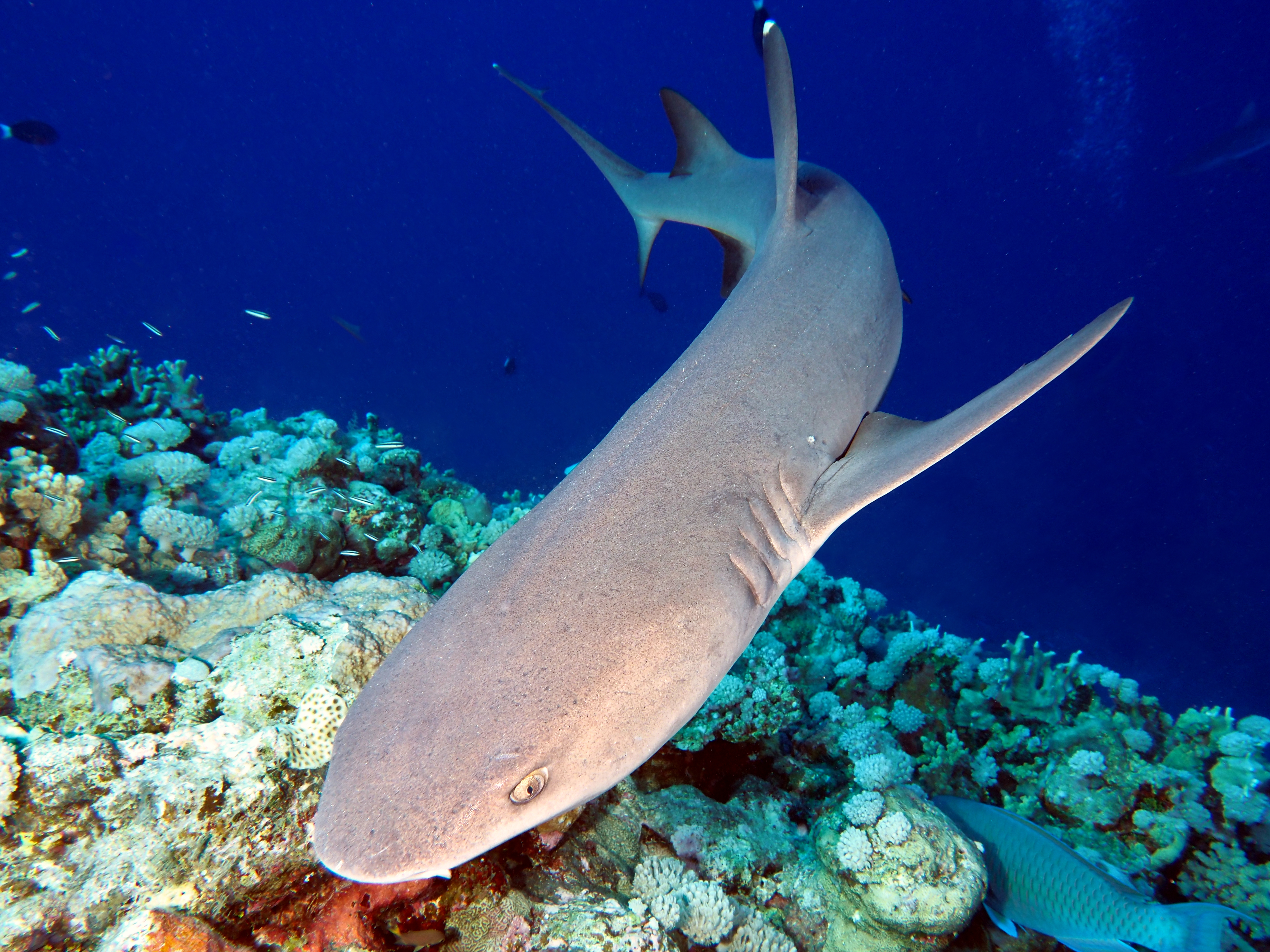 Whitetip Reef Shark - Triaenodon obesus