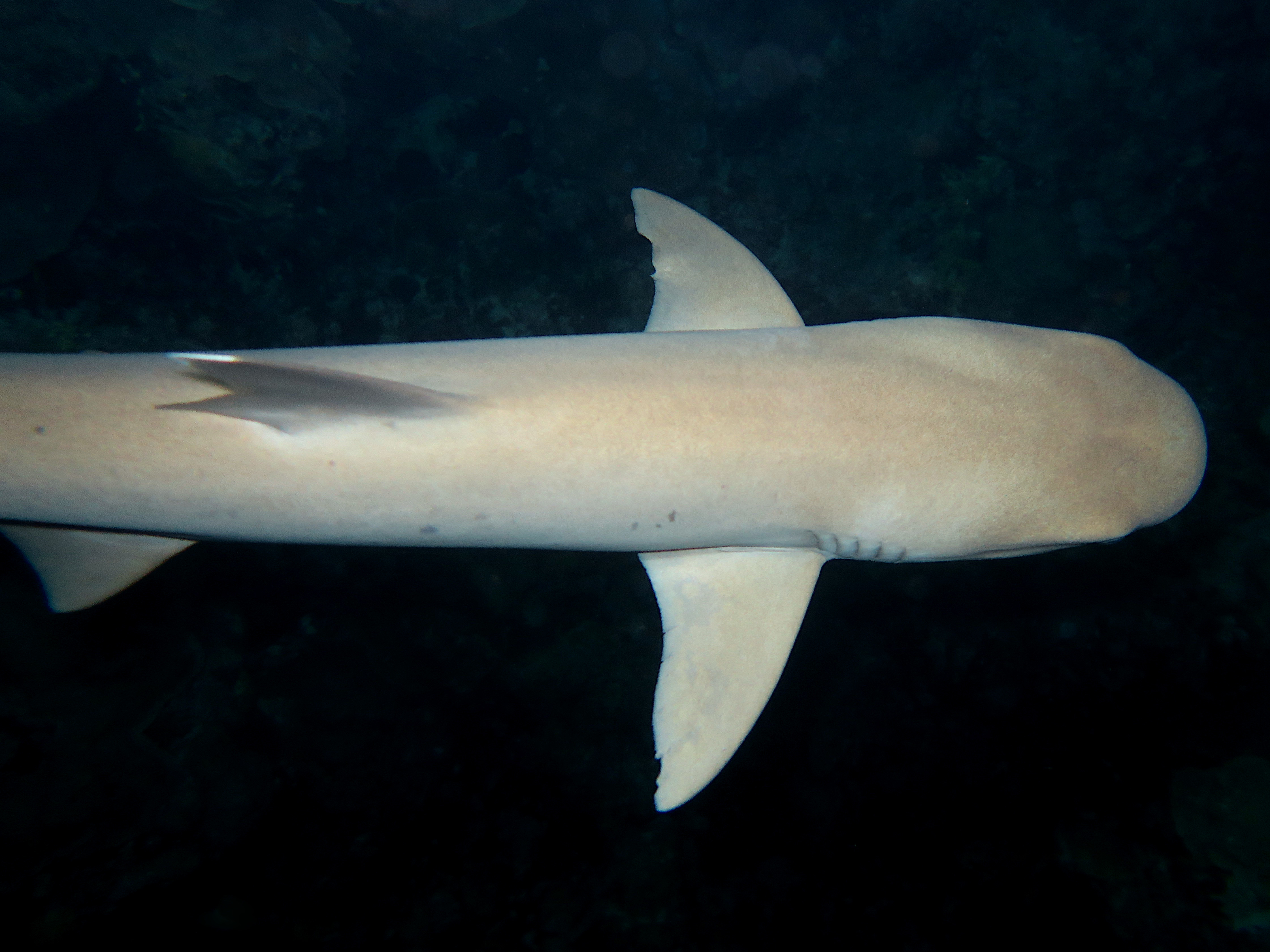 Whitetip Reef Shark - Triaenodon obesus