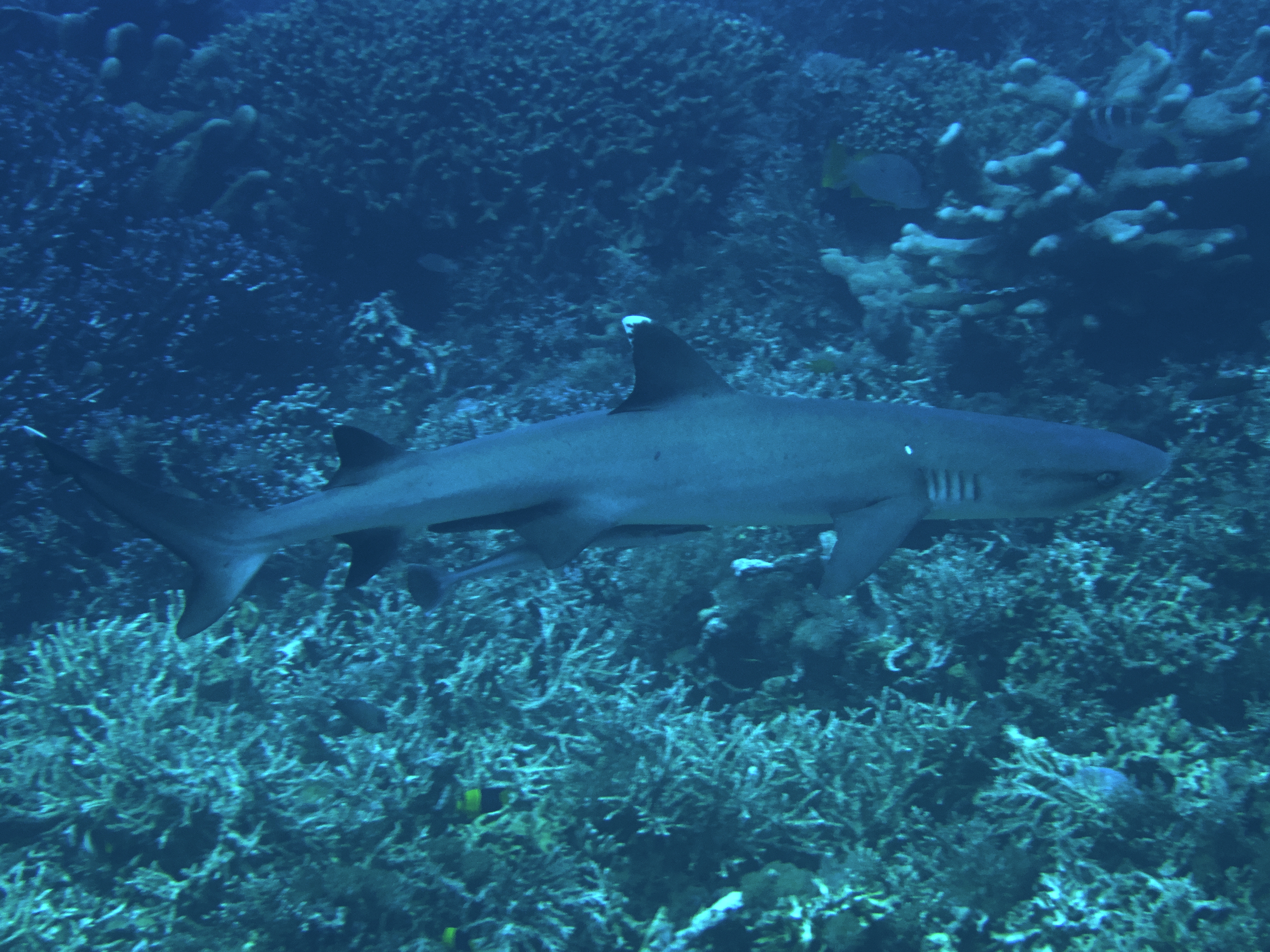Whitetip Reef Shark - Triaenodon obesus