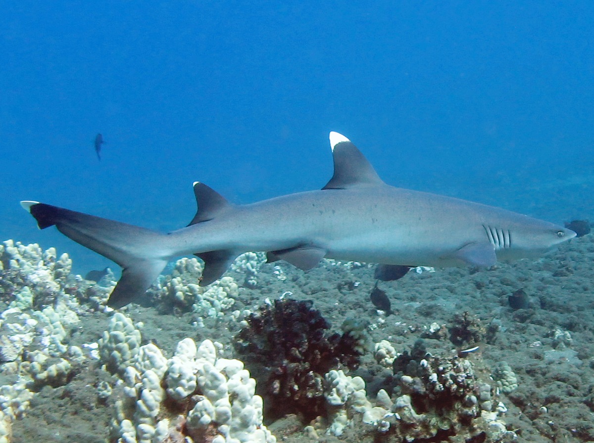 Whitetip Reef Shark - Triaenodon obesus