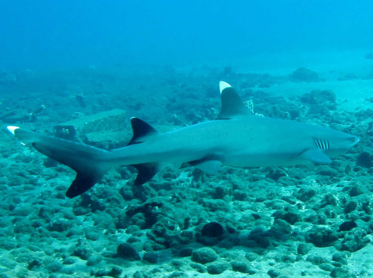 Whitetip Reef Shark - Triaenodon obesus