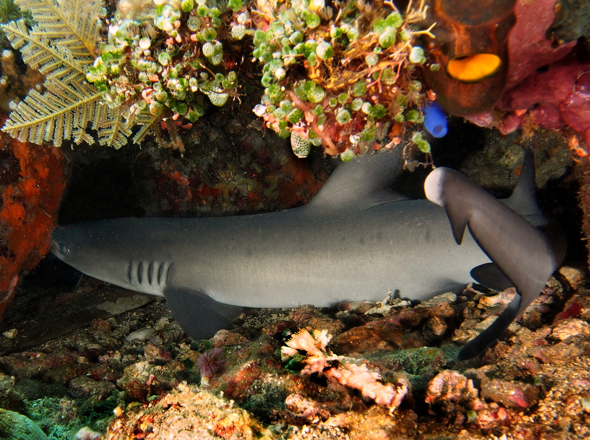 Whitetip Reef Shark - Triaenodon obesus