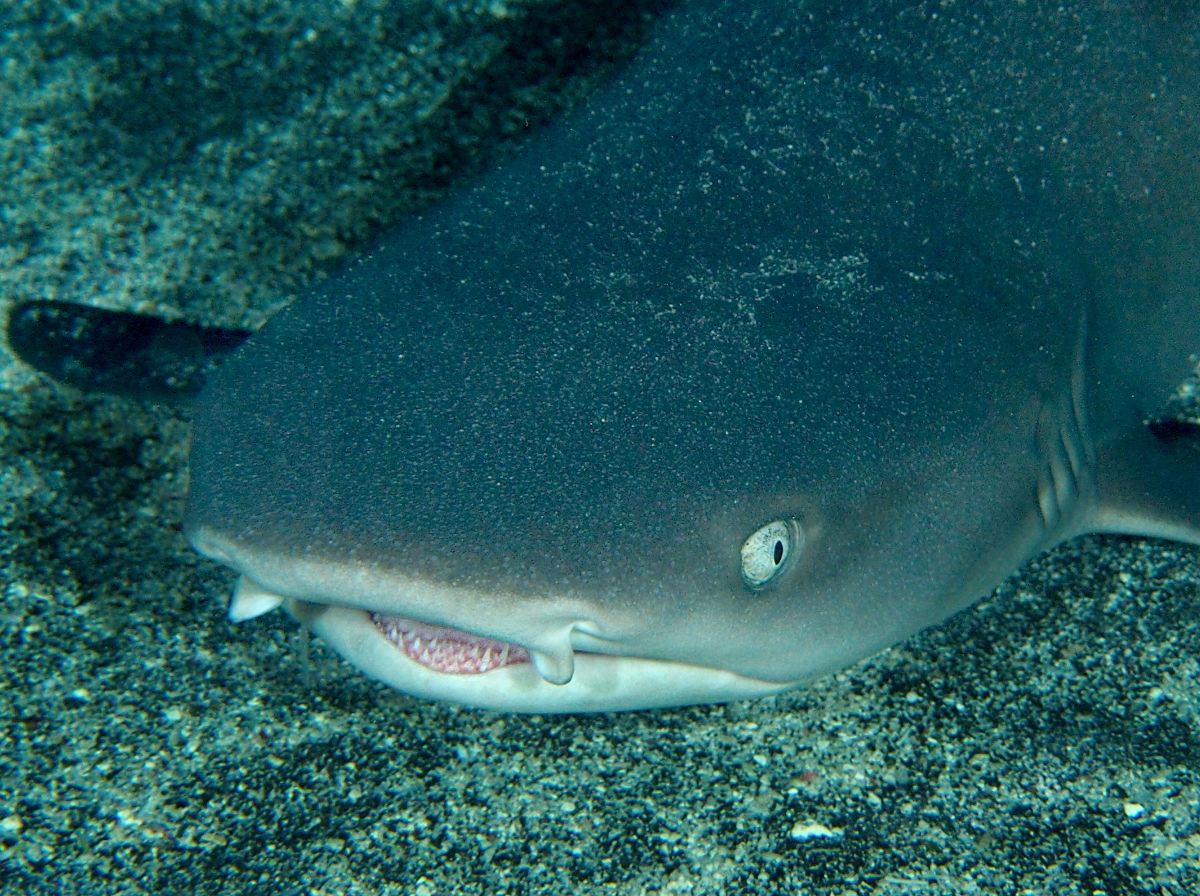 Whitetip Reef Shark - Triaenodon obesus