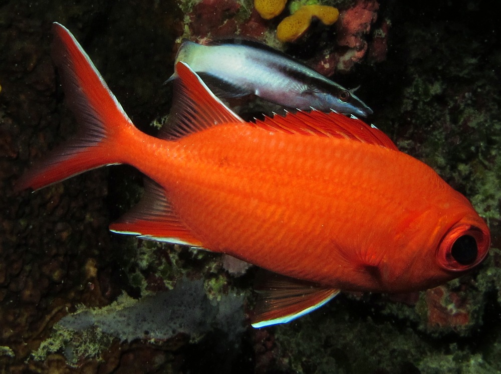 Whitetip soldierfish - Myripristis vittata