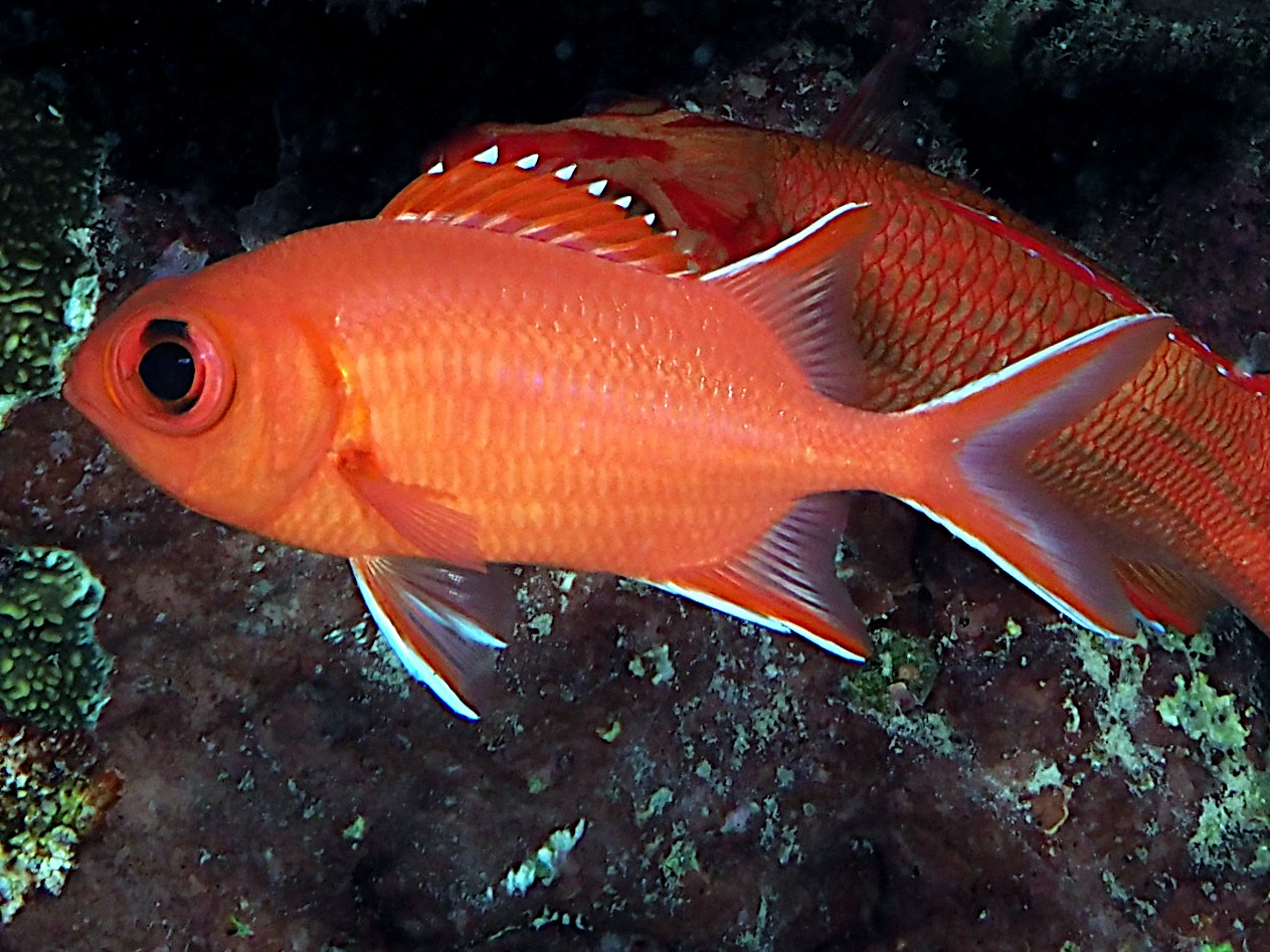 Whitetip soldierfish - Myripristis vittata