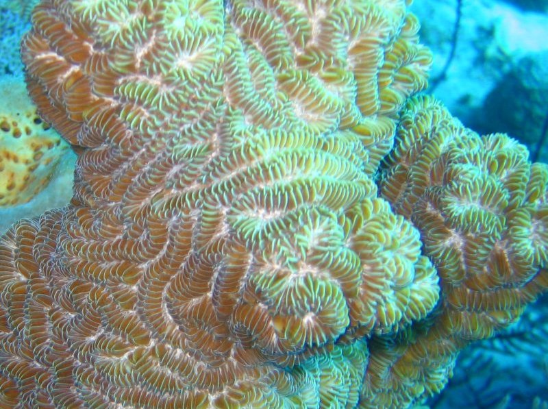 Whitevalley Maze Coral - Meandrina jacksoni