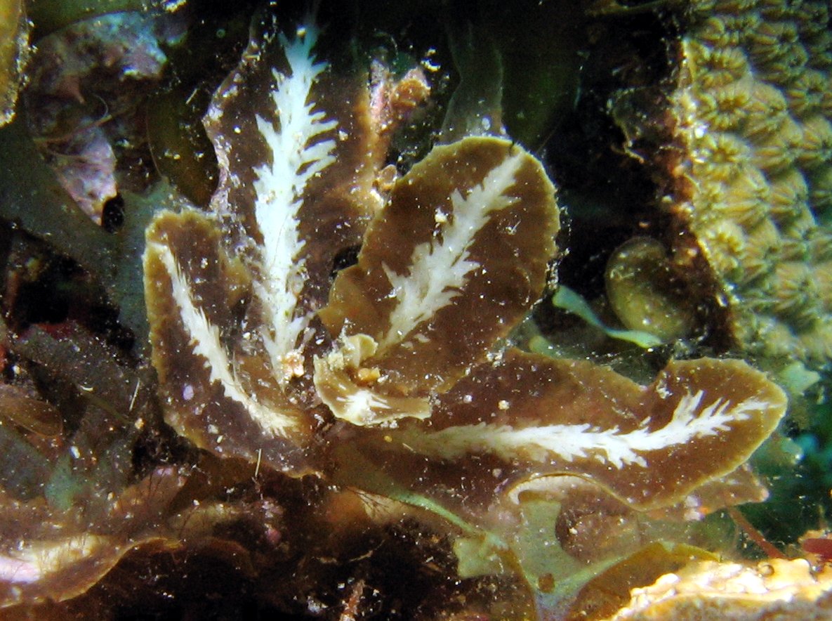 White-Vein Sargassum - Sargassum hystrix - Roatan, Honduras