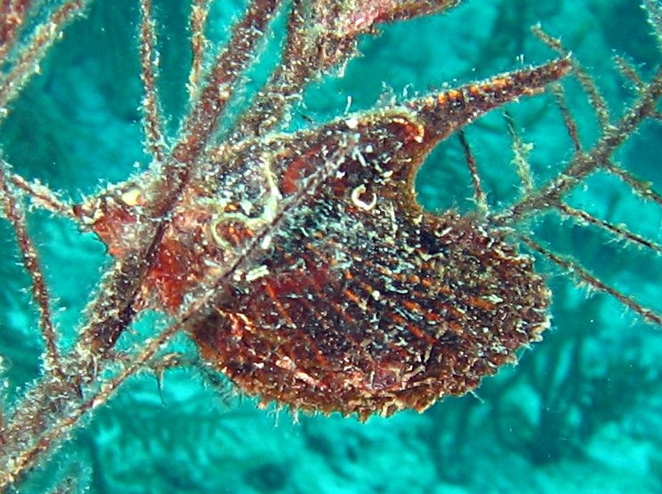 Atlantic Wing-Oyster - Pteria colymbus