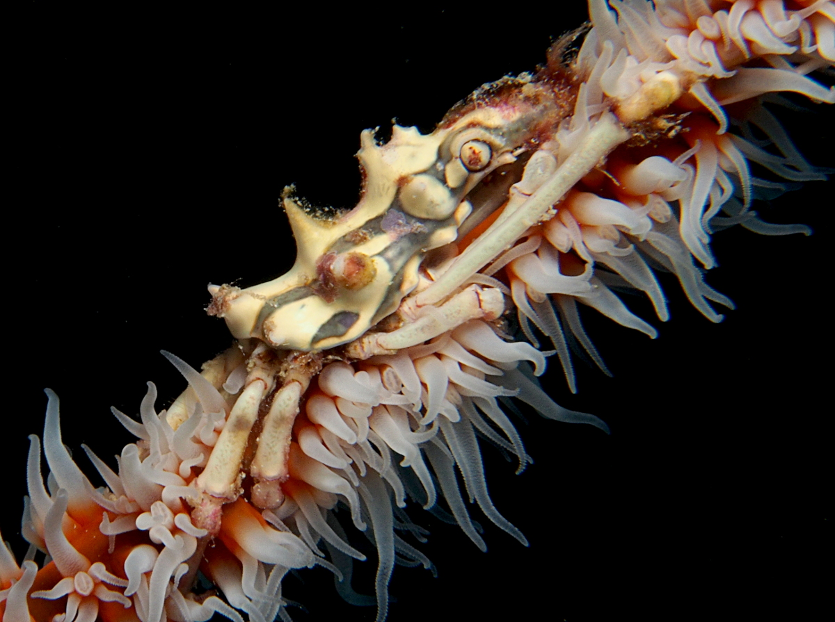 Wire Coral Crab - Xenocarcinus tuberculatus