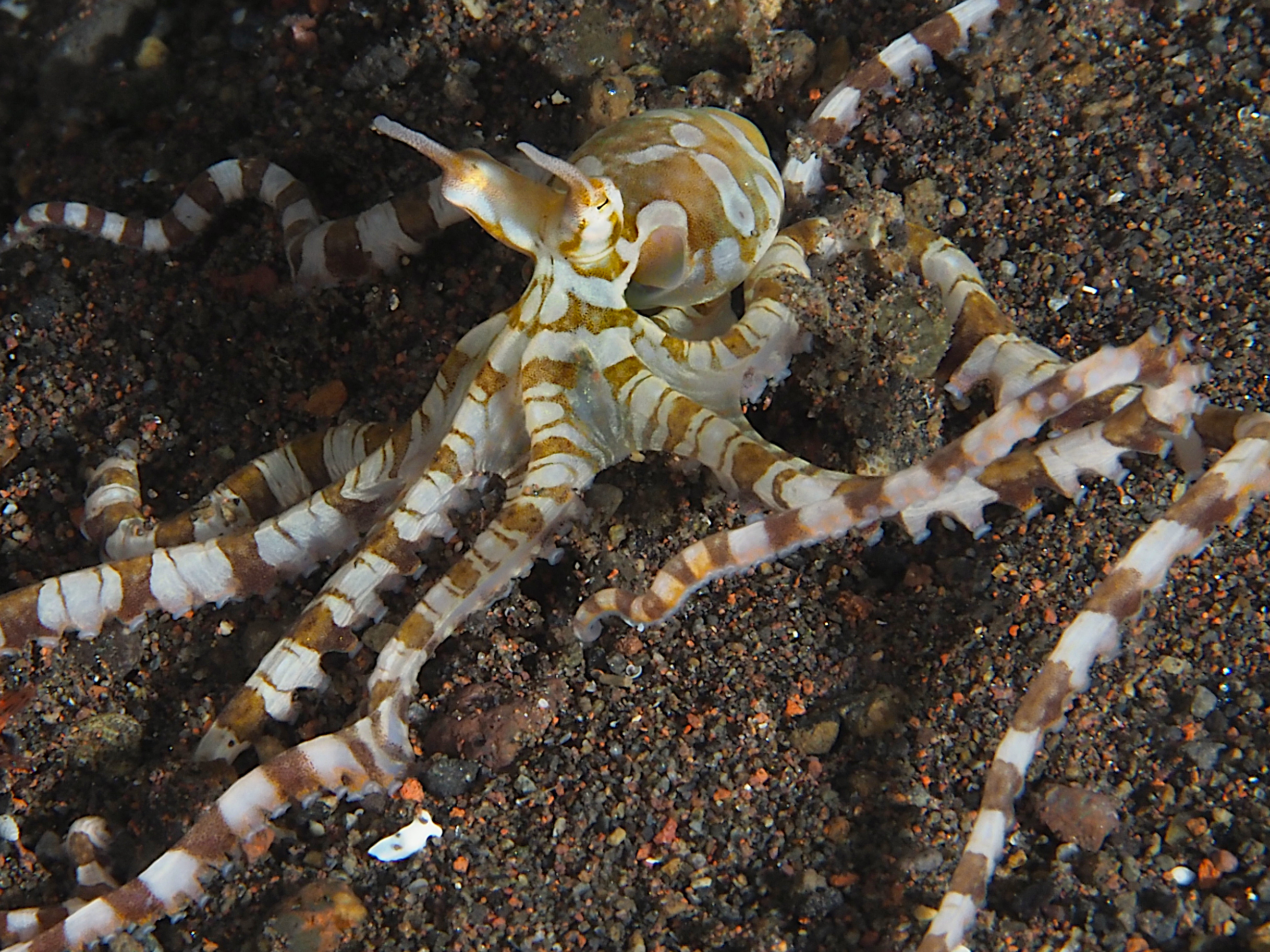 Wunderpus Octopus - Wunderpus photogenicus
