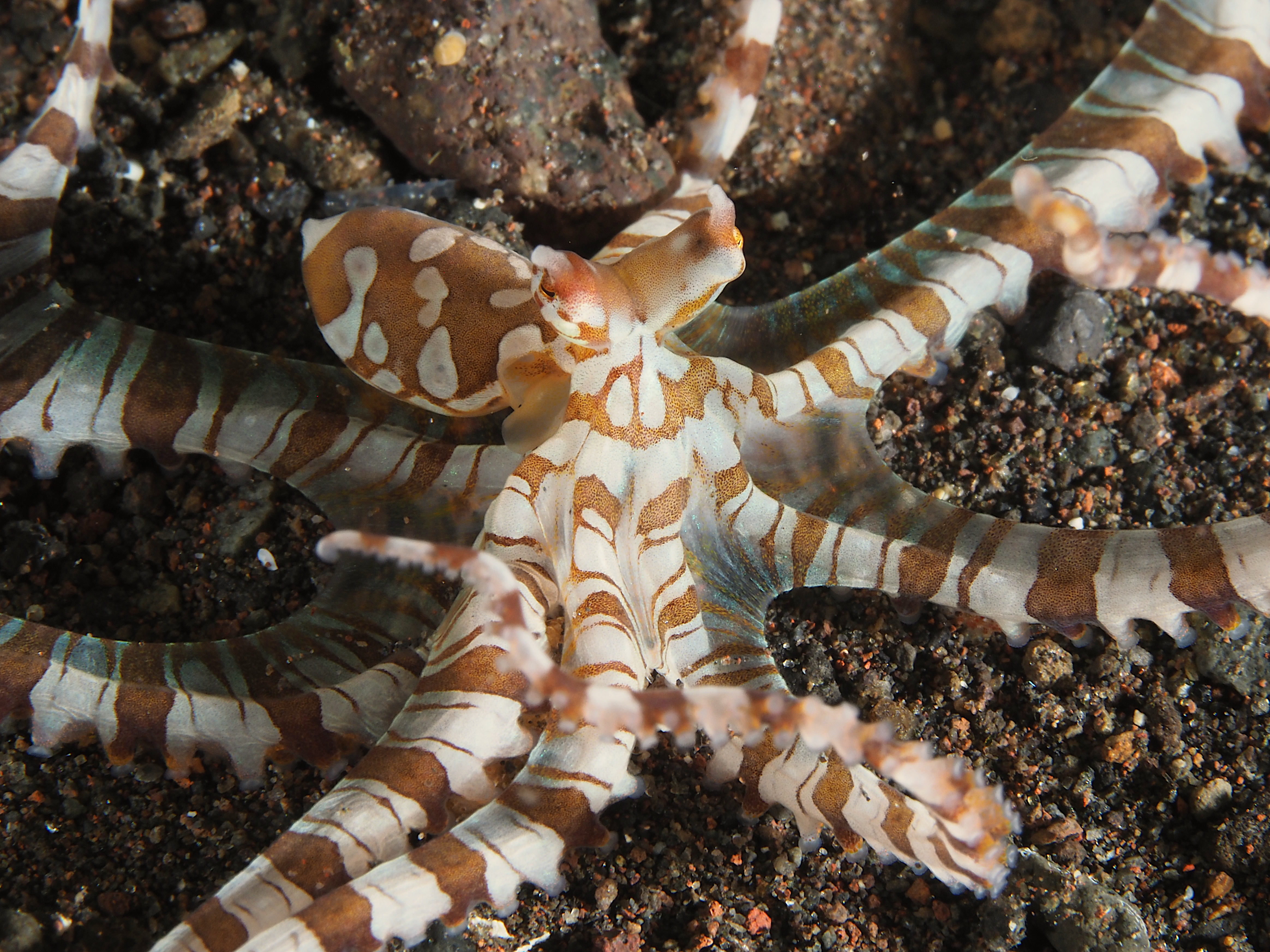 Wunderpus Octopus - Wunderpus photogenicus
