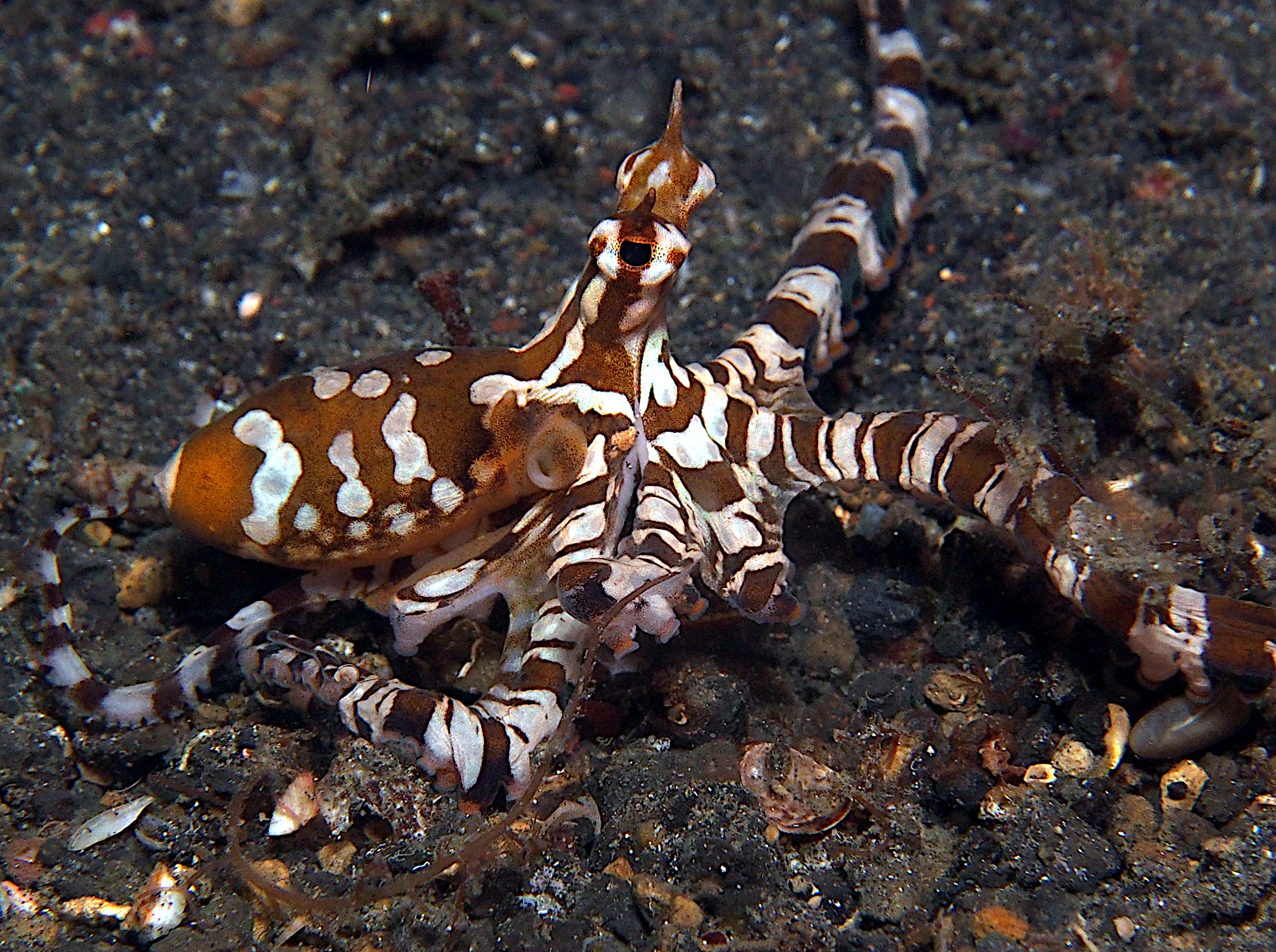 Wunderpus Octopus - Wunderpus photogenicus