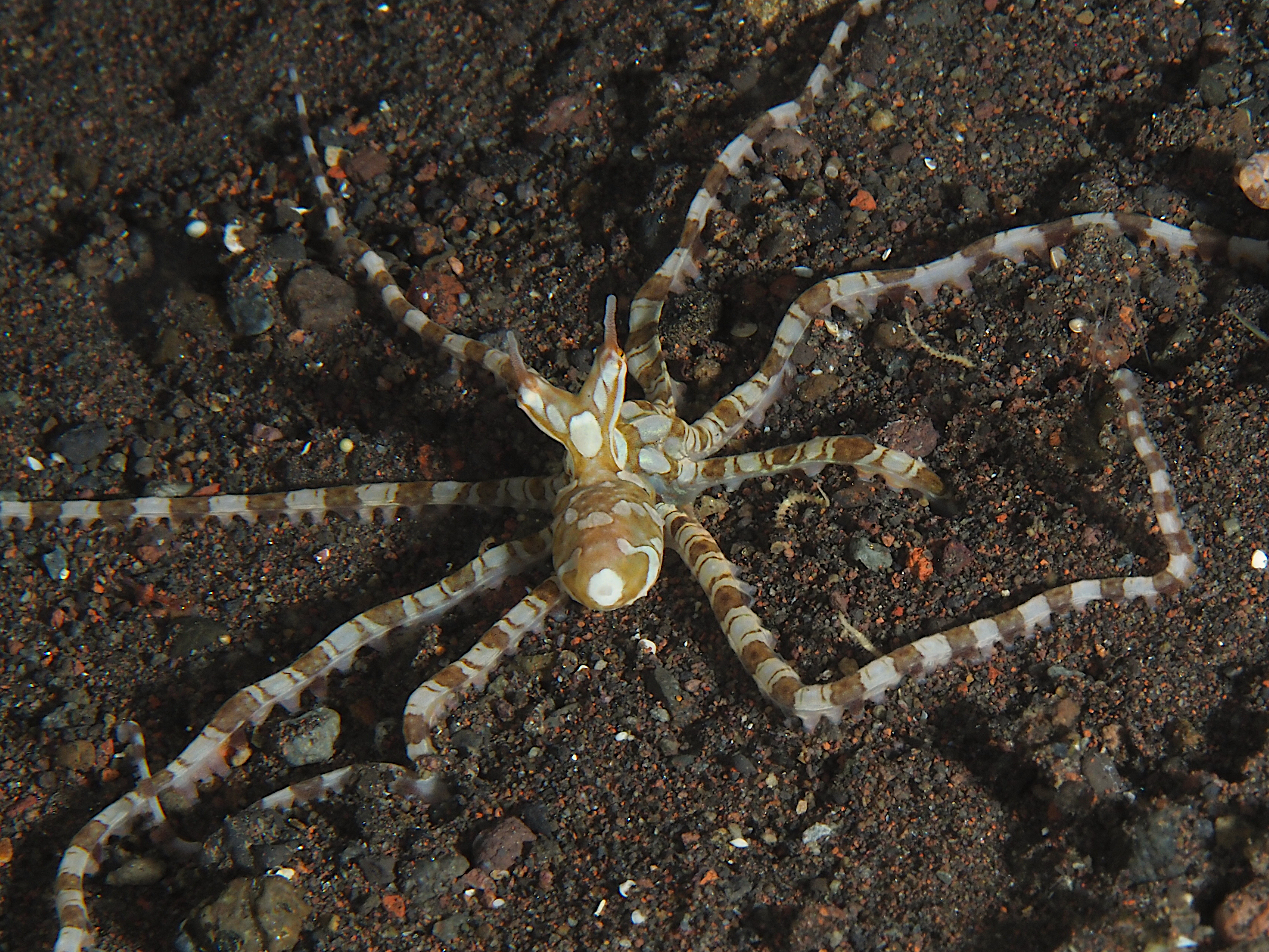 Wunderpus Octopus - Wunderpus photogenicus
