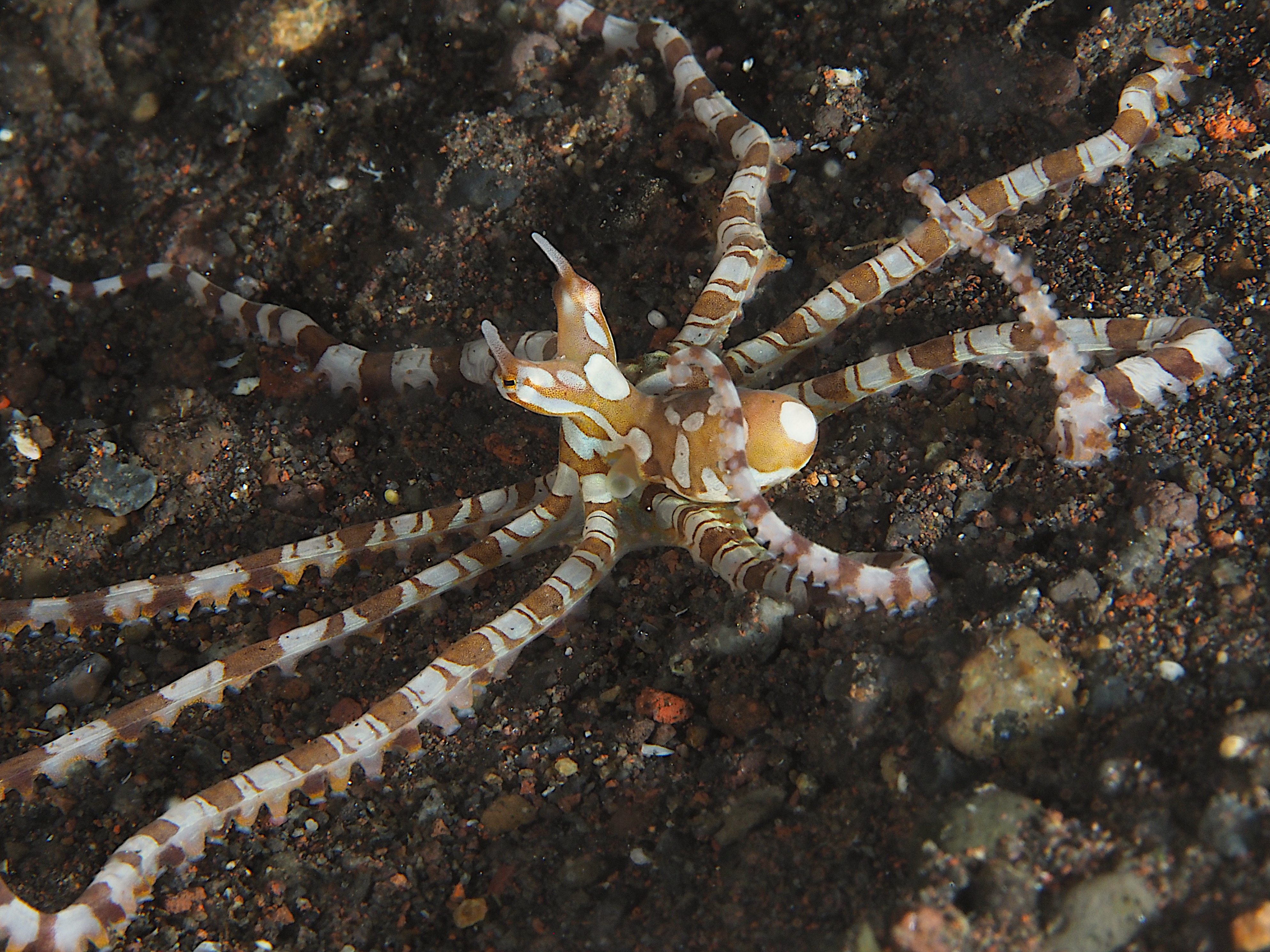 Wunderpus Octopus - Wunderpus photogenicus