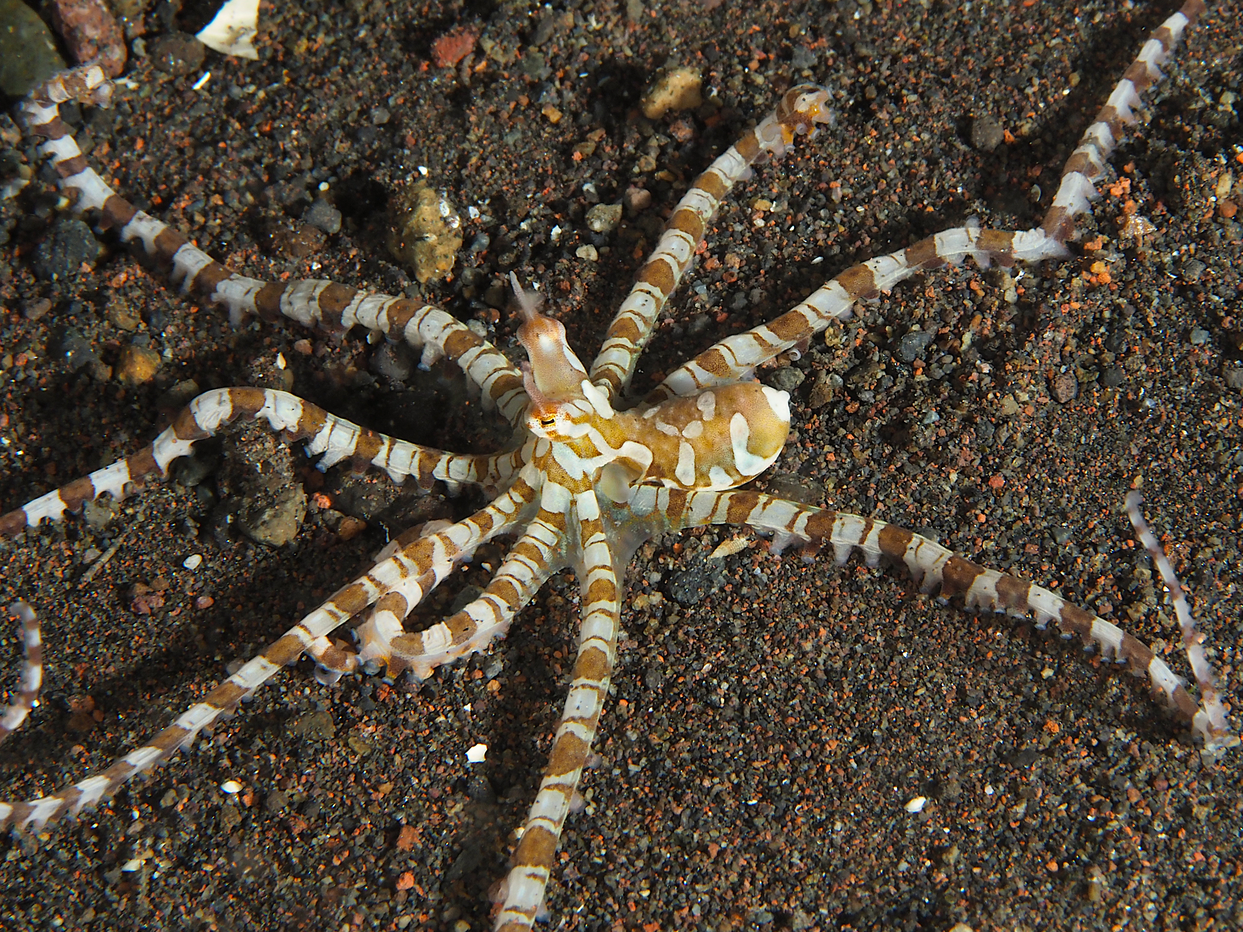 Wunderpus Octopus - Wunderpus photogenicus