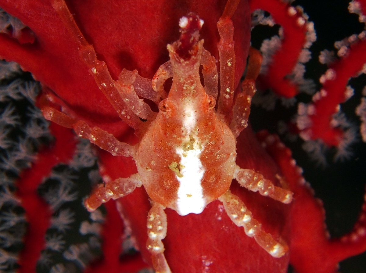 Depressed Spider Crab - Xenocarcinus depressus