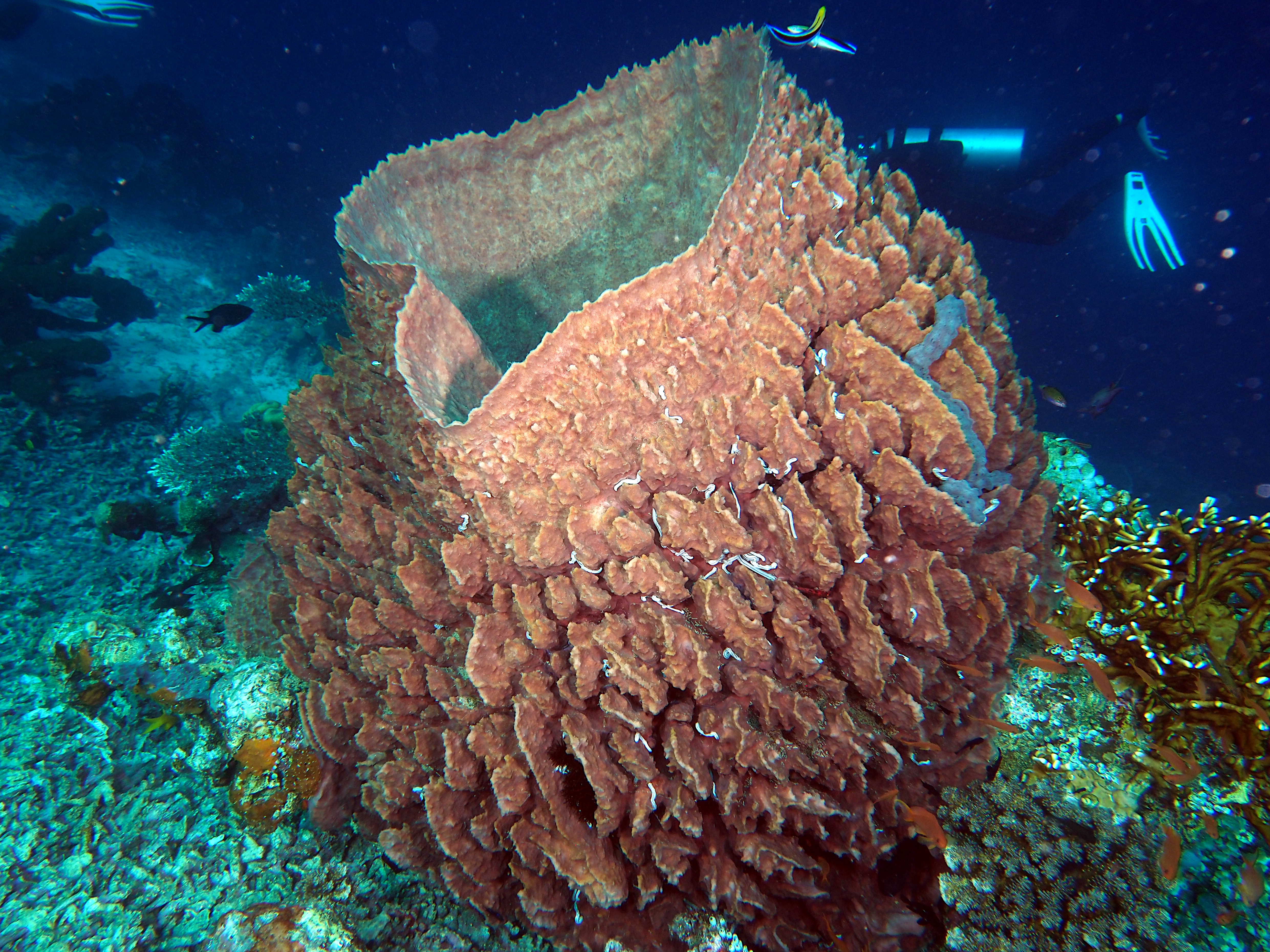 Barrel Sponge - Xestospongia testudinaria