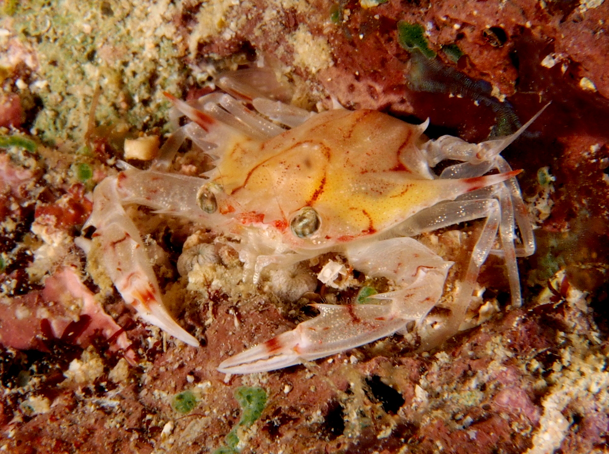 Xiphonectes longispinosus - Xiphonectes longispinosus - Fiji