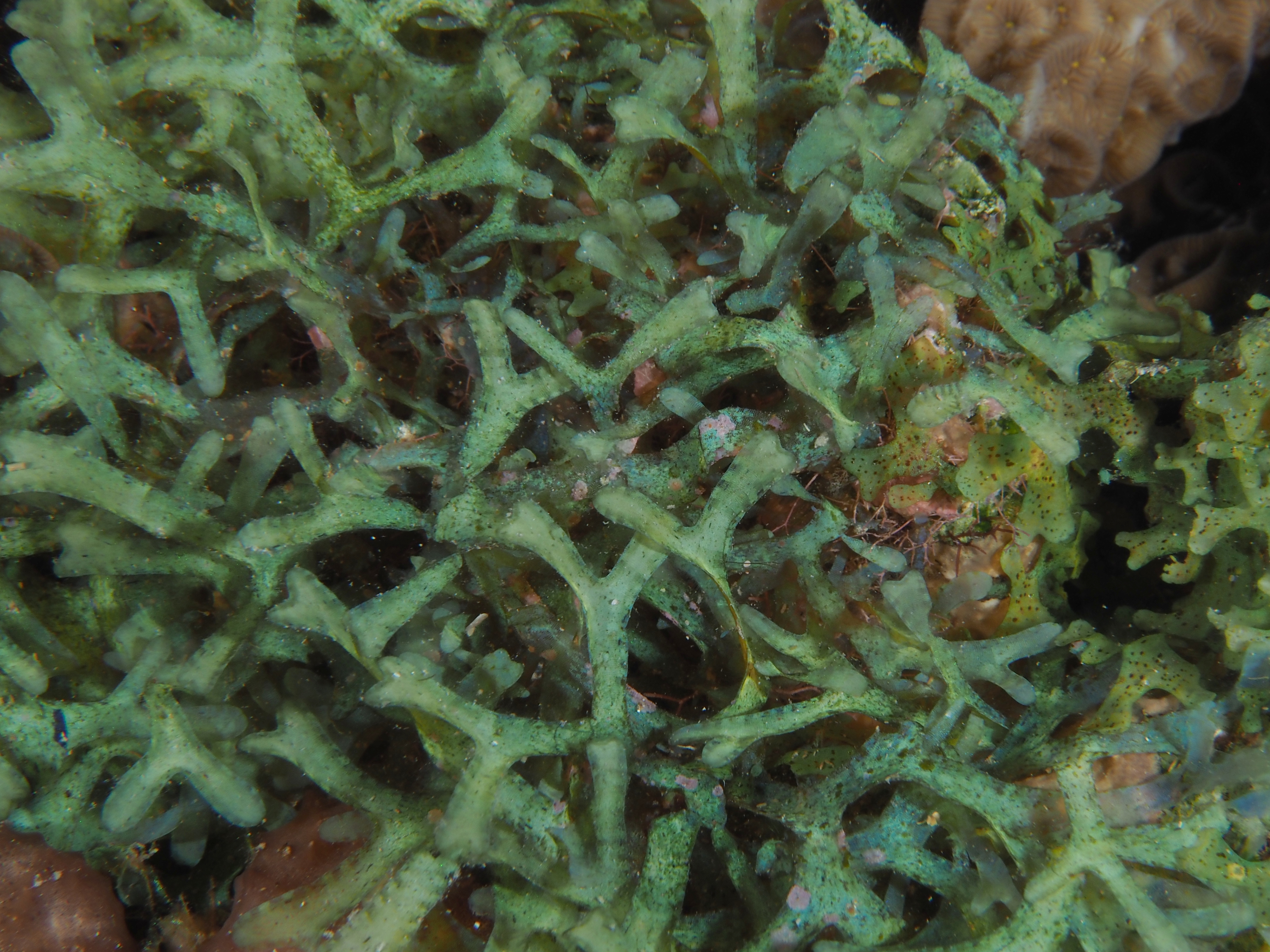 Y Branched Algae - Dictyota sp.