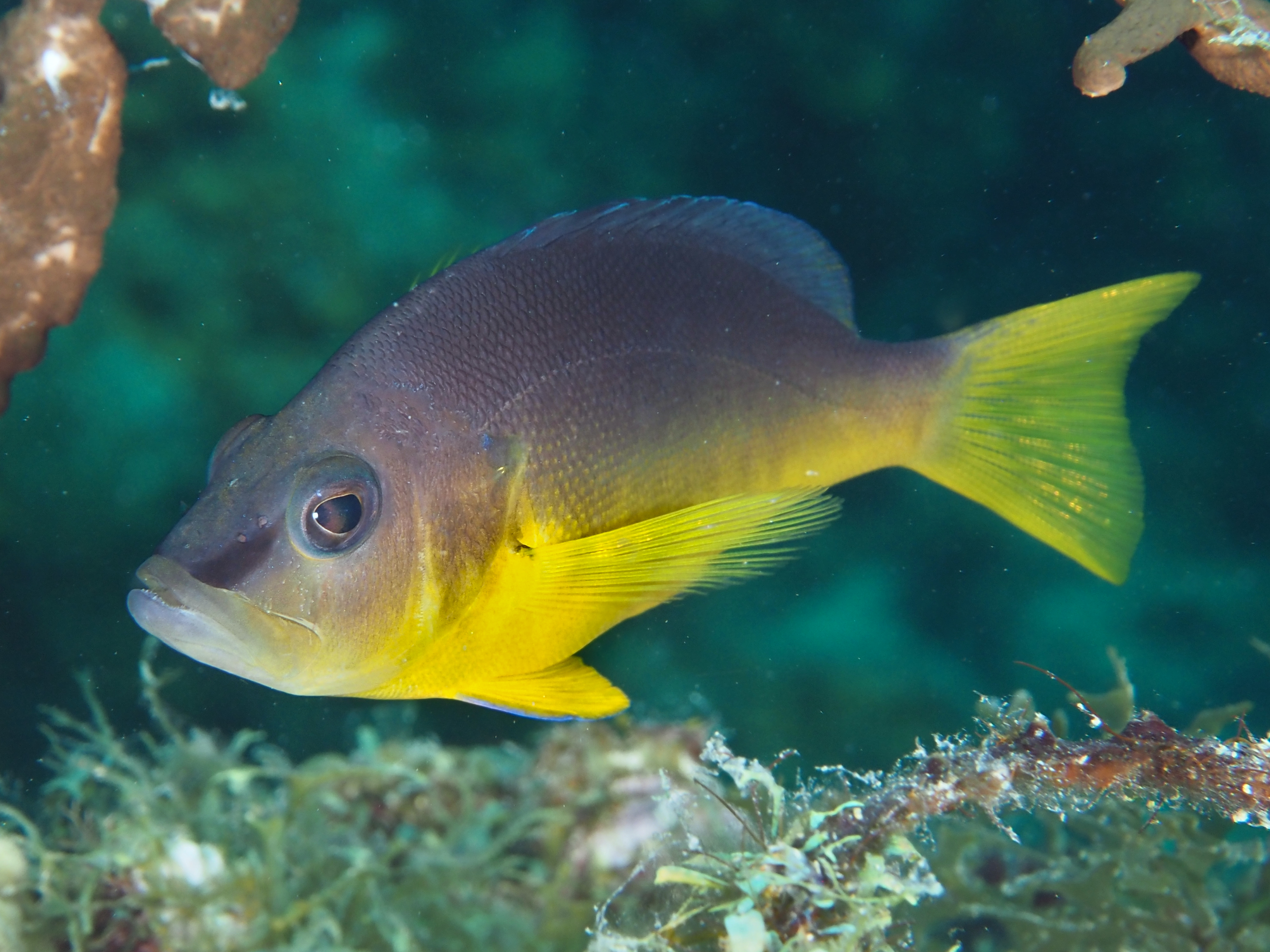 Yellowbelly Hamlet - Hypoplectrus aberrans