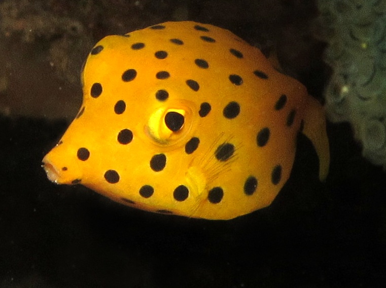 Yellow Boxfish - Ostracion cubicus