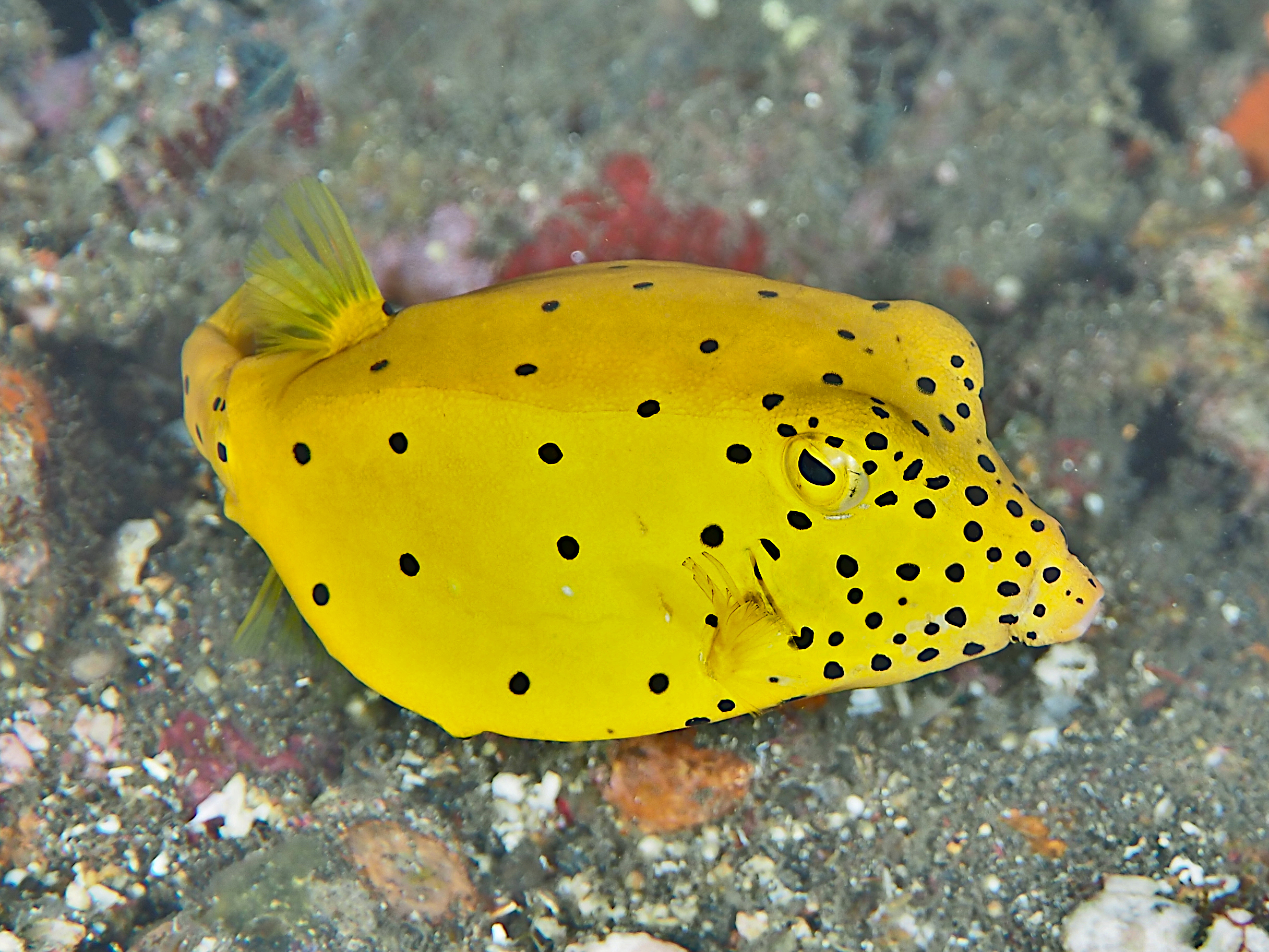Yellow Boxfish - Ostracion cubicum