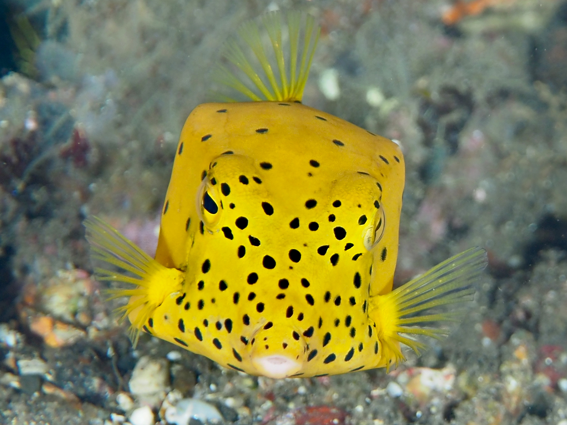 Yellow Boxfish - Ostracion cubicum