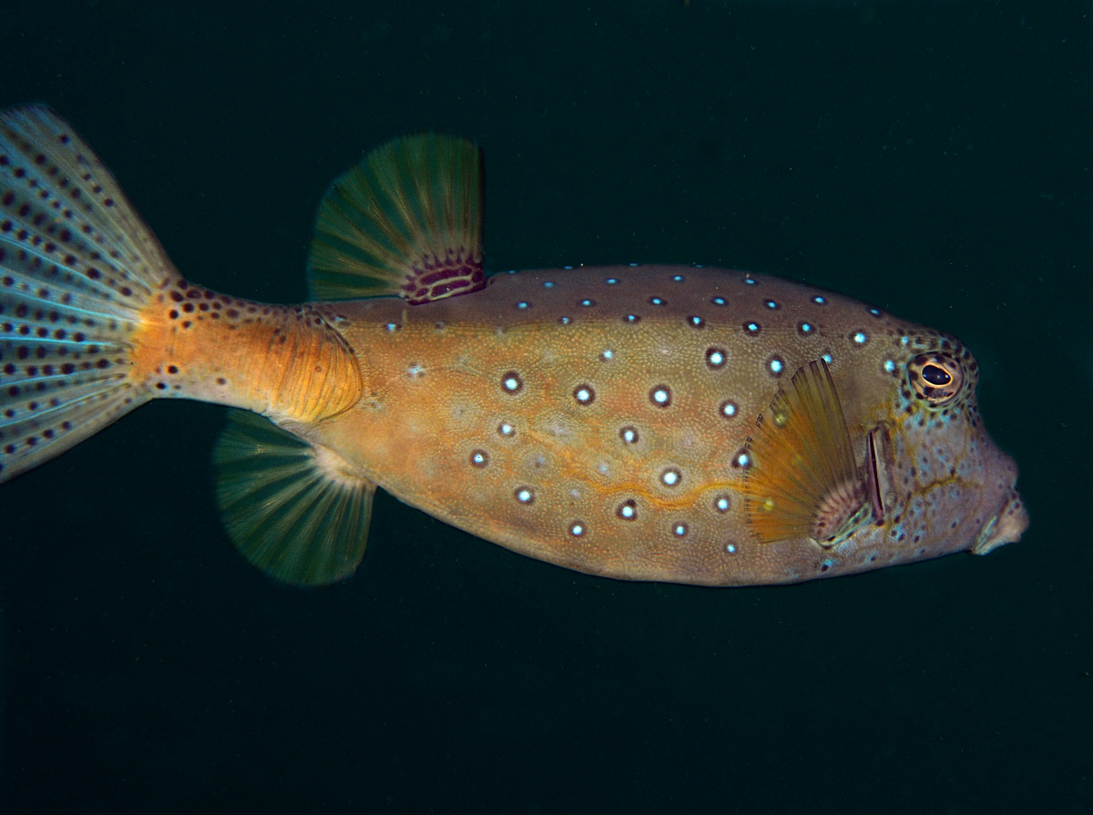 Yellow Boxfish - Ostracion cubicus