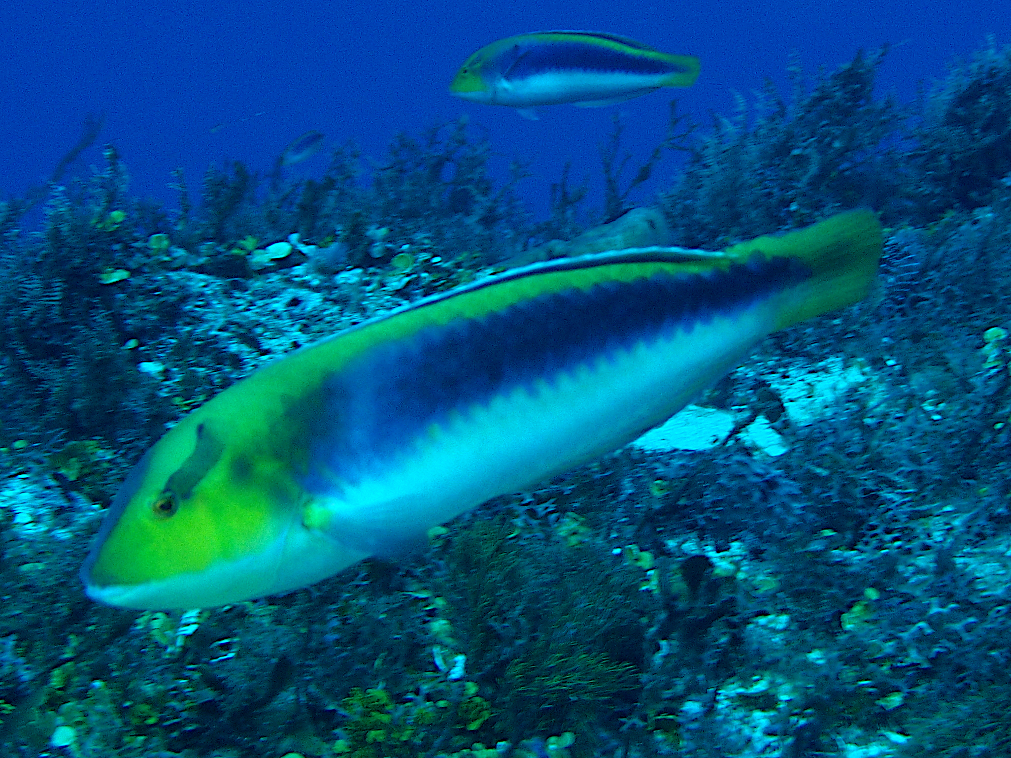 Yellowcheek Wrasse - Halichoeres cyanocephalus