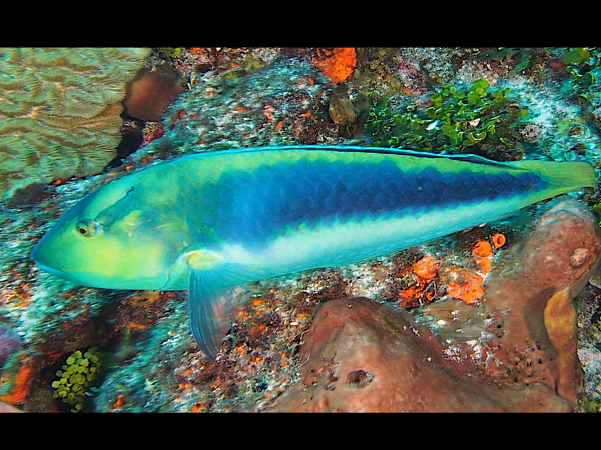 Yellowcheek Wrasse - Halichoeres cyanocephalus