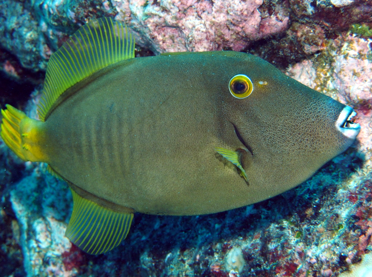 Yelloweye Filefish - Cantherhines dumerilii