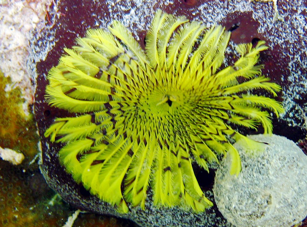 Yellow Fanworm - Notaulax occidentalis - Isla Mujeres, Mexico