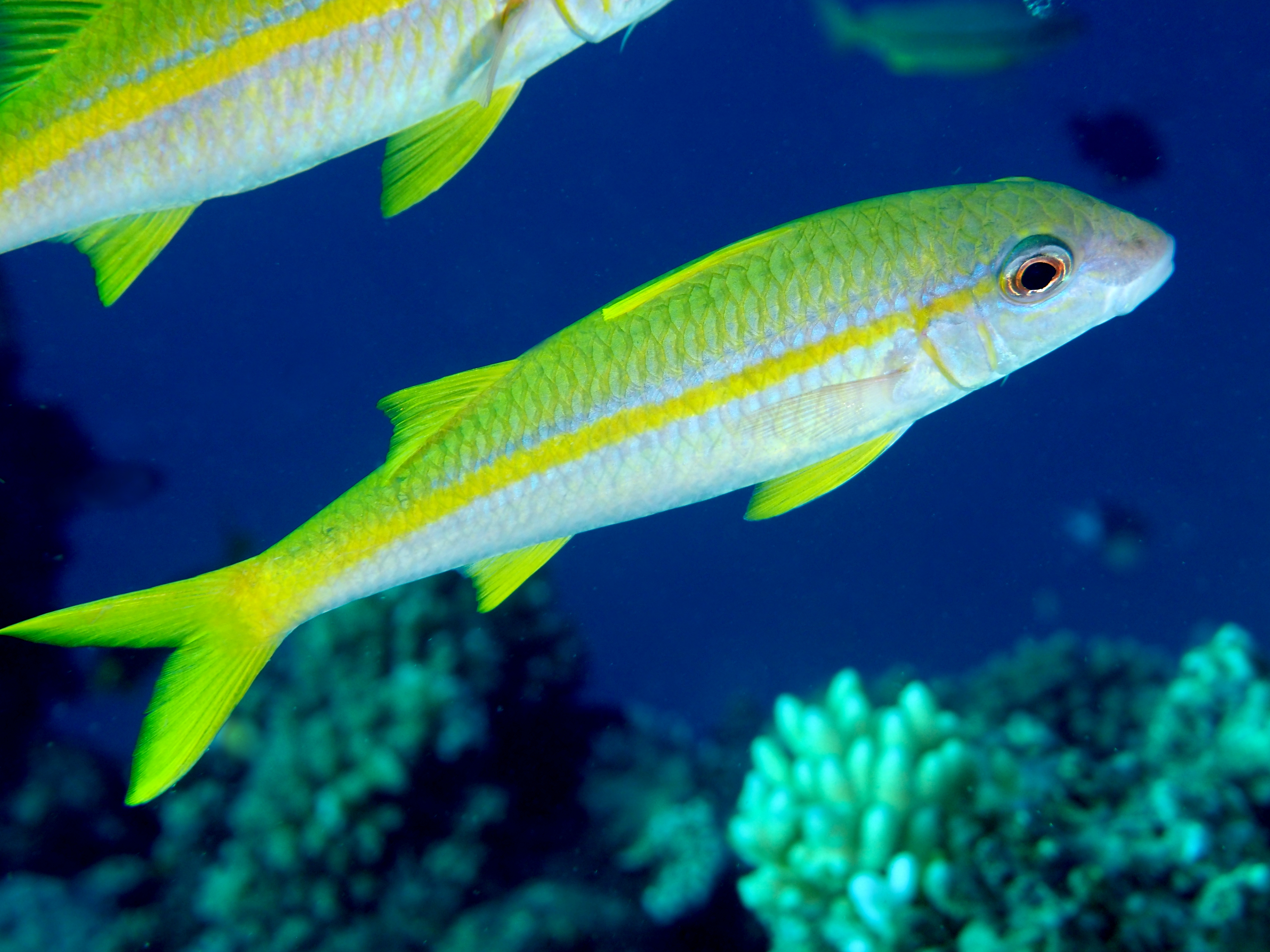 Yellowfin Goatfish - Mulloidichthys vanicolensis