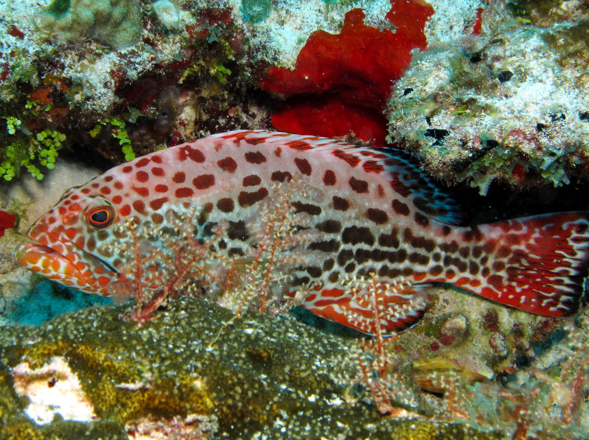 Yellowfin Grouper - Mycteroperca venenosa