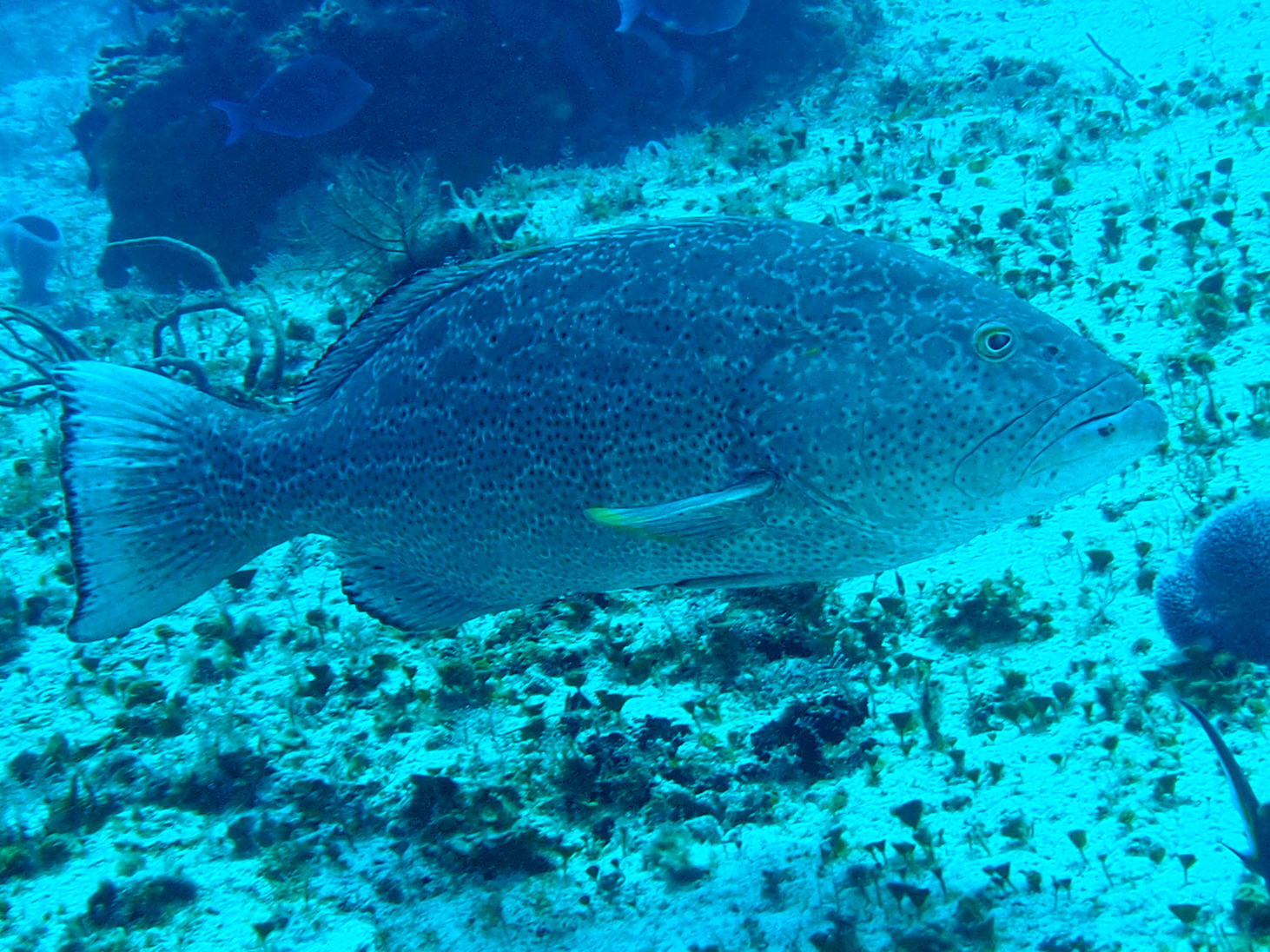 Yellowfin Grouper - Mycteroperca venenosa